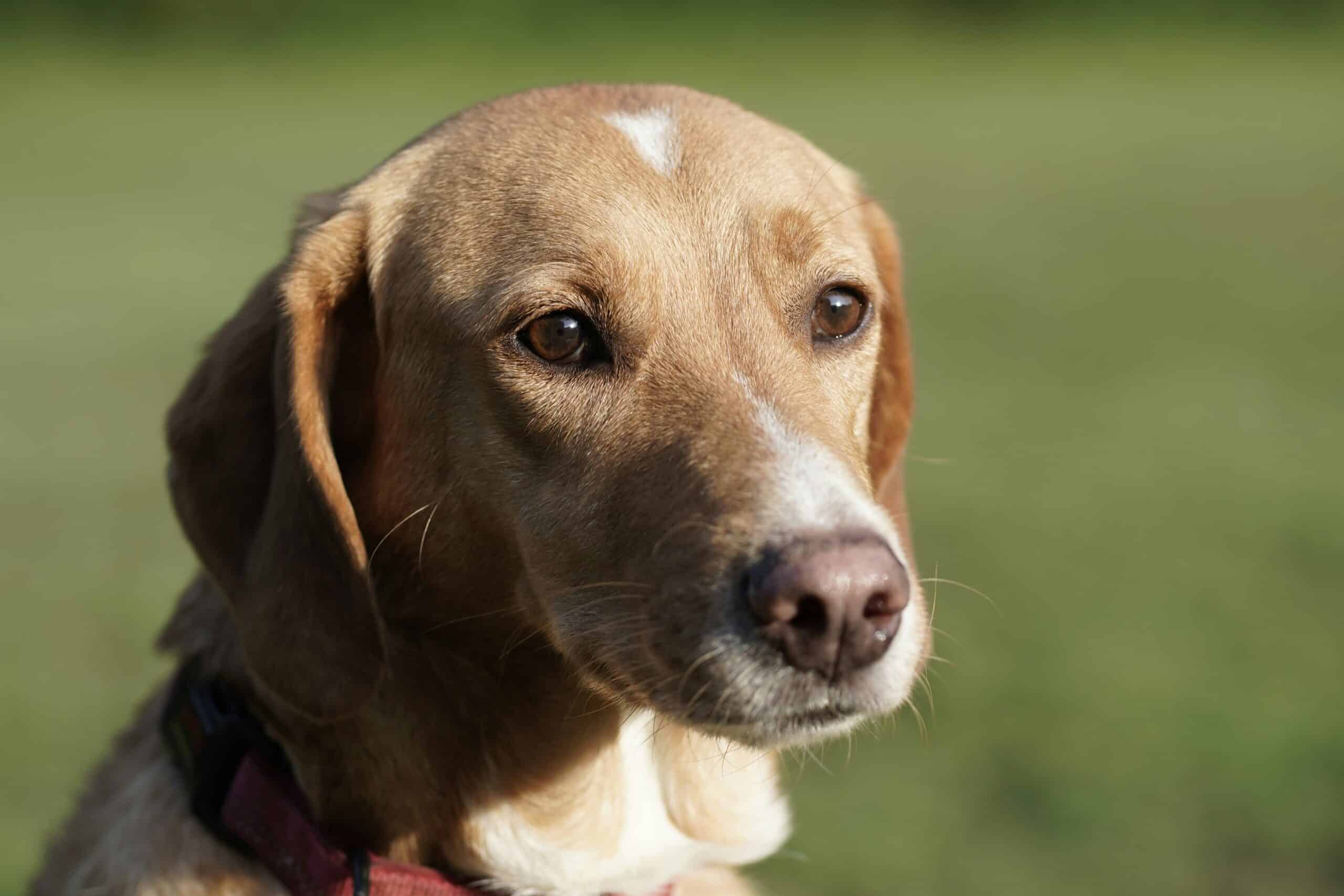 Should I Buy Dog Communications Buttons and Do They Work?