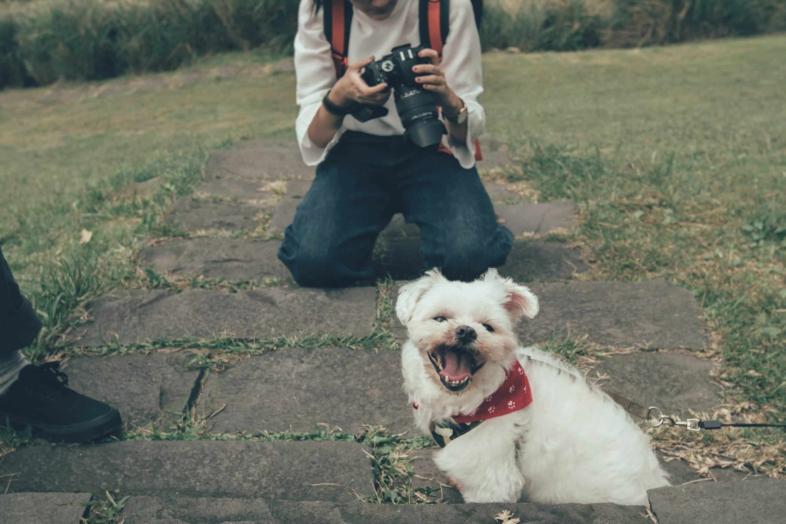10 Tips for Setting up Your Dog’s Social Media Account