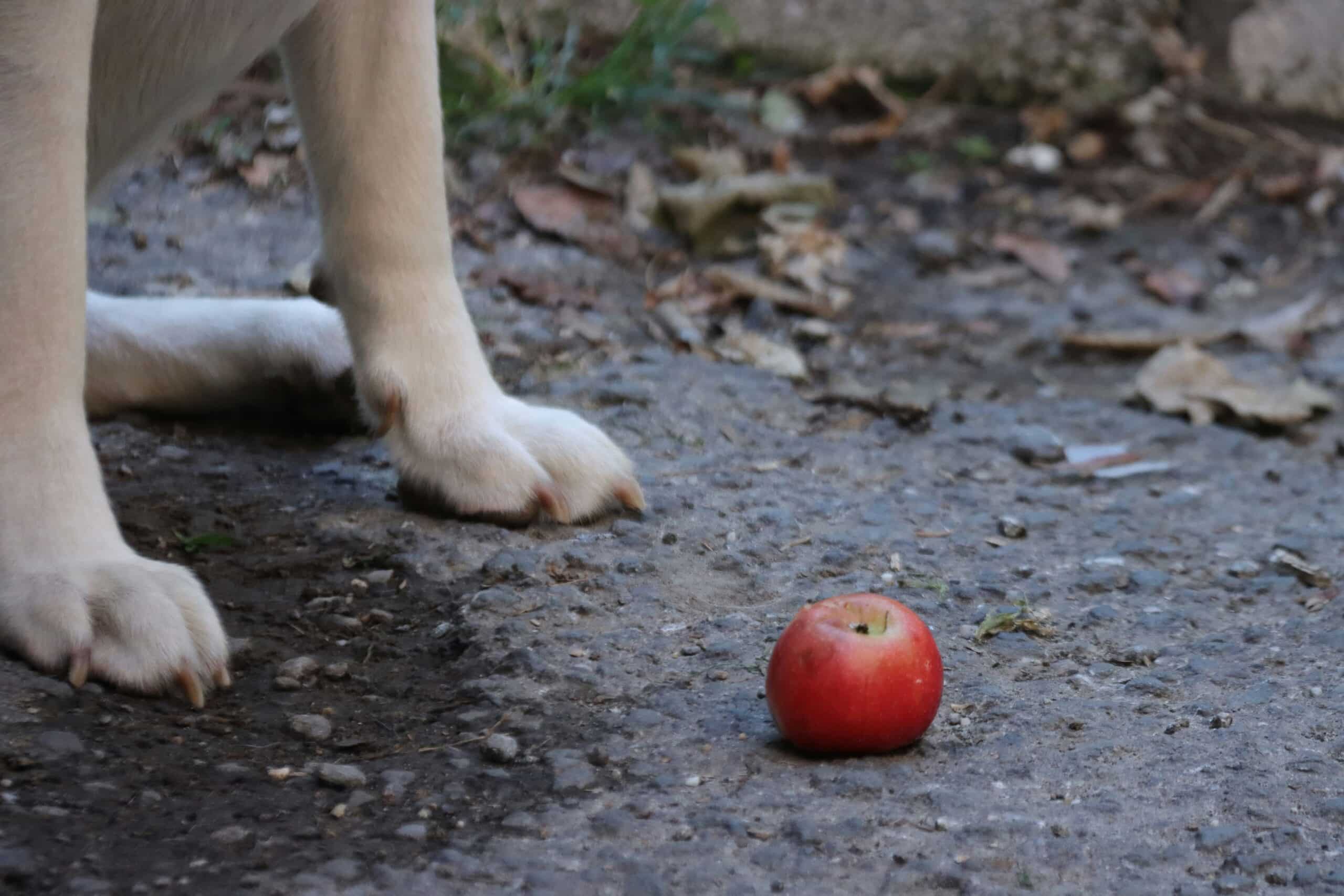 Can Dogs Eat Apples? Tips on Safe Snacking for Your Pup
