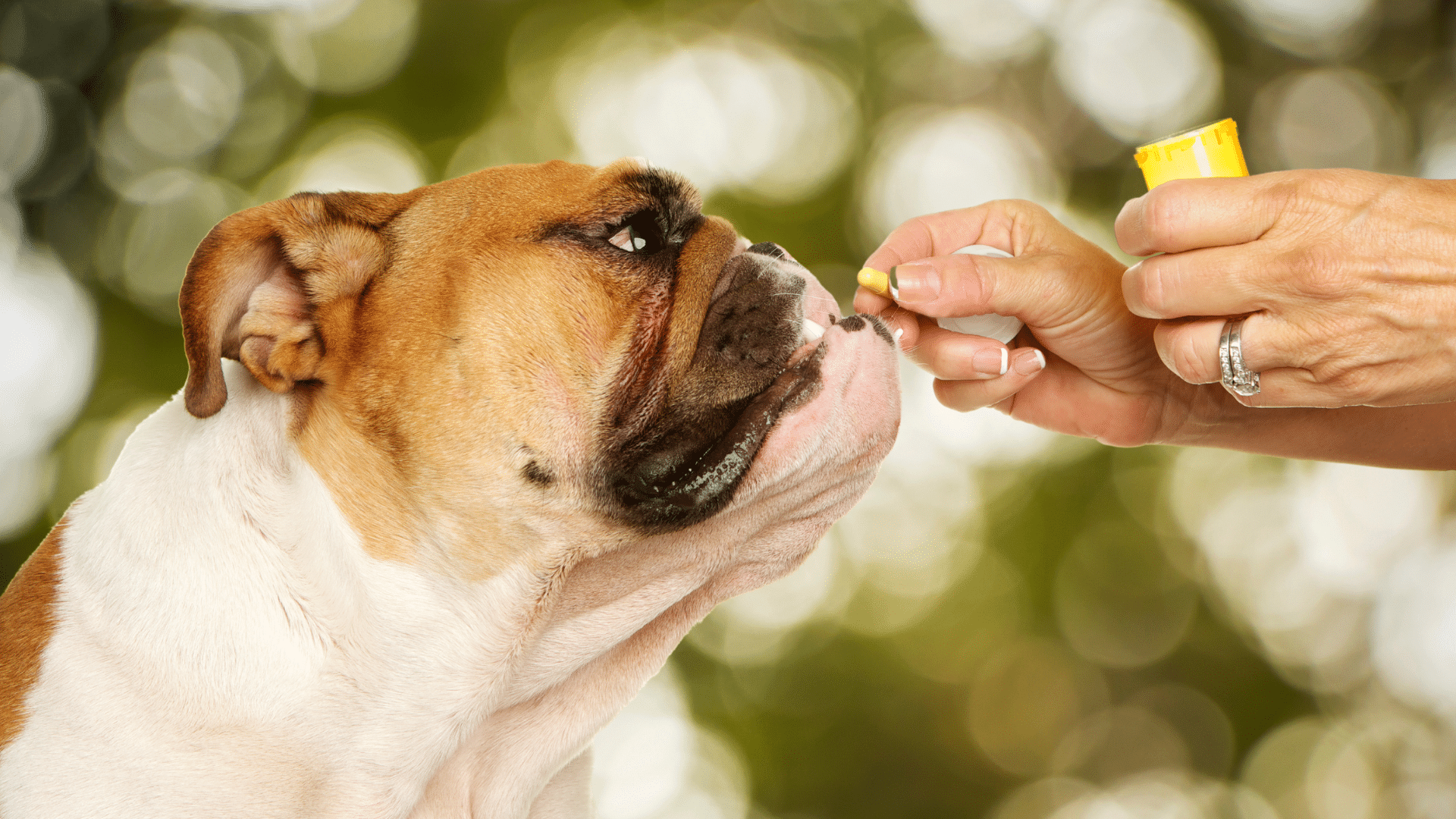 Fluoxetine (Prozac) for Dogs: Everything You Need to Know