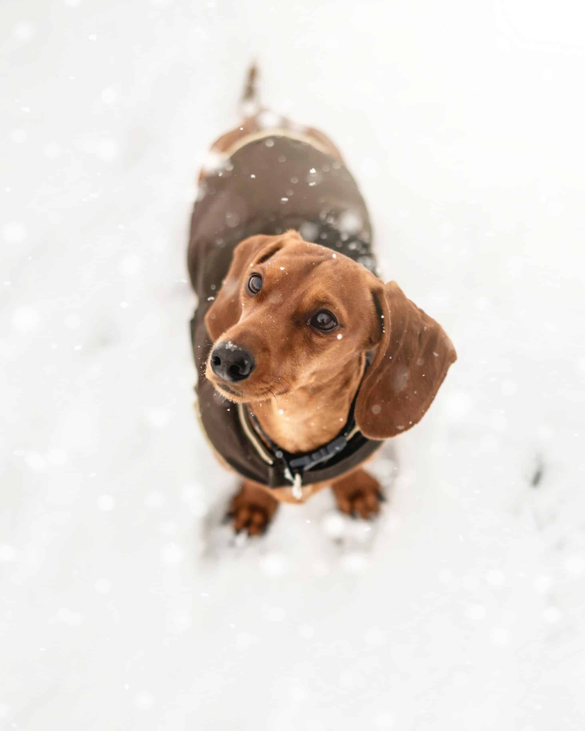 How To Prevent Hypothermia in Dachshunds?