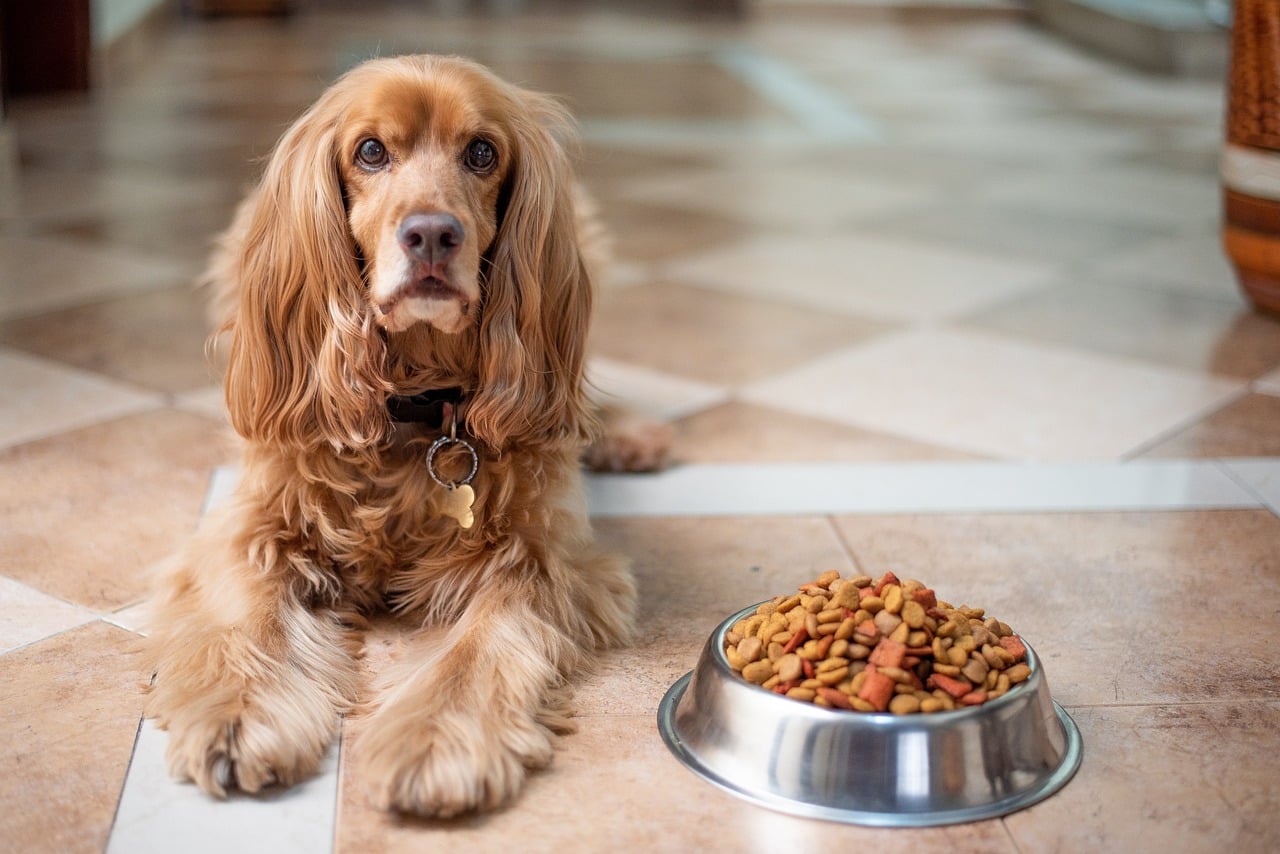 Supercharged Kibble: The Ultimate Guide to Dog Food Toppers