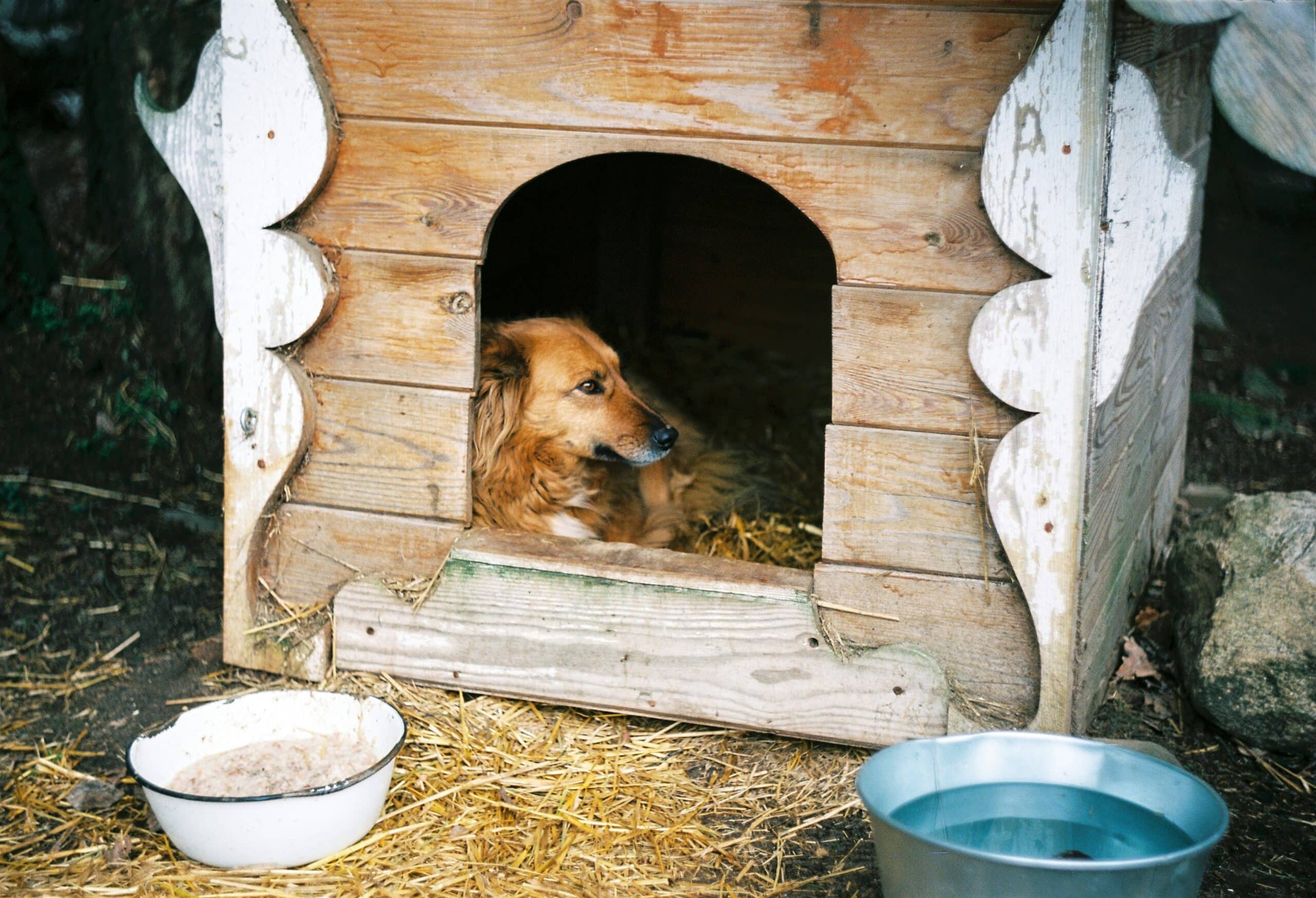 How To Insulate a Dog House for the Winter Cold