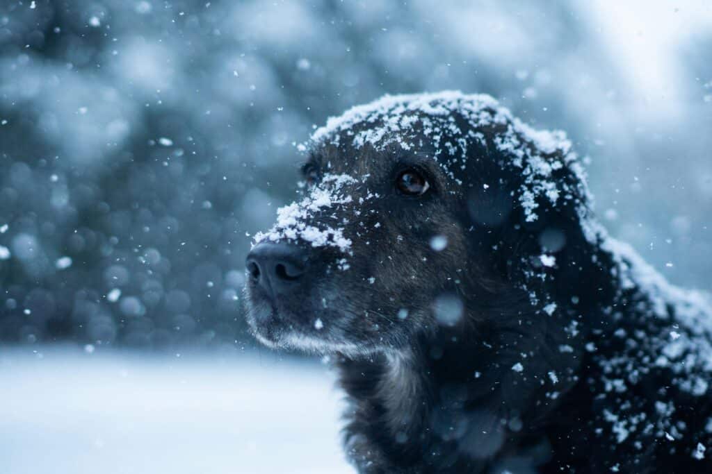 a black dog outside covered in snow during a snow fall