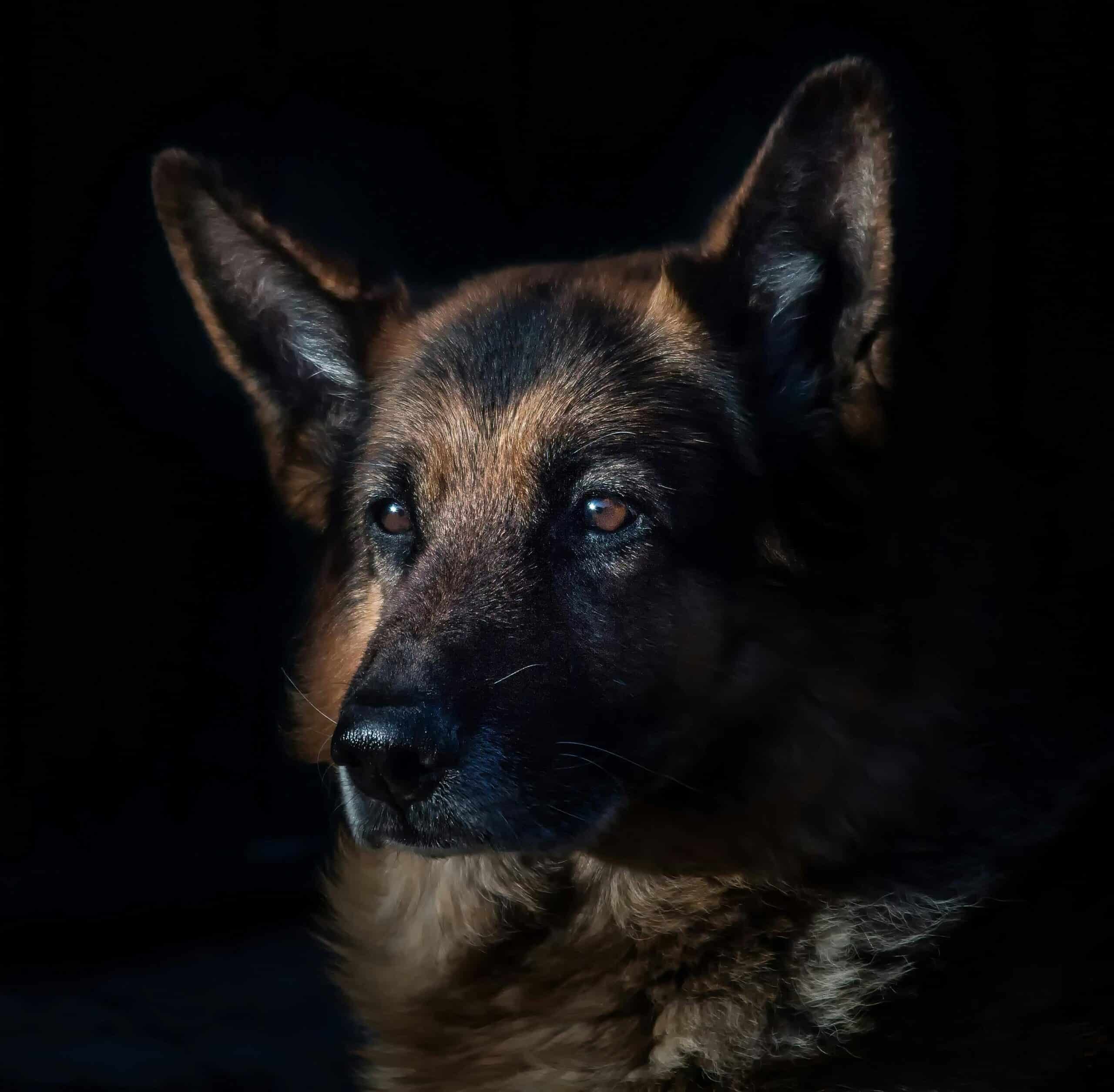 Can Dogs See in the Dark?