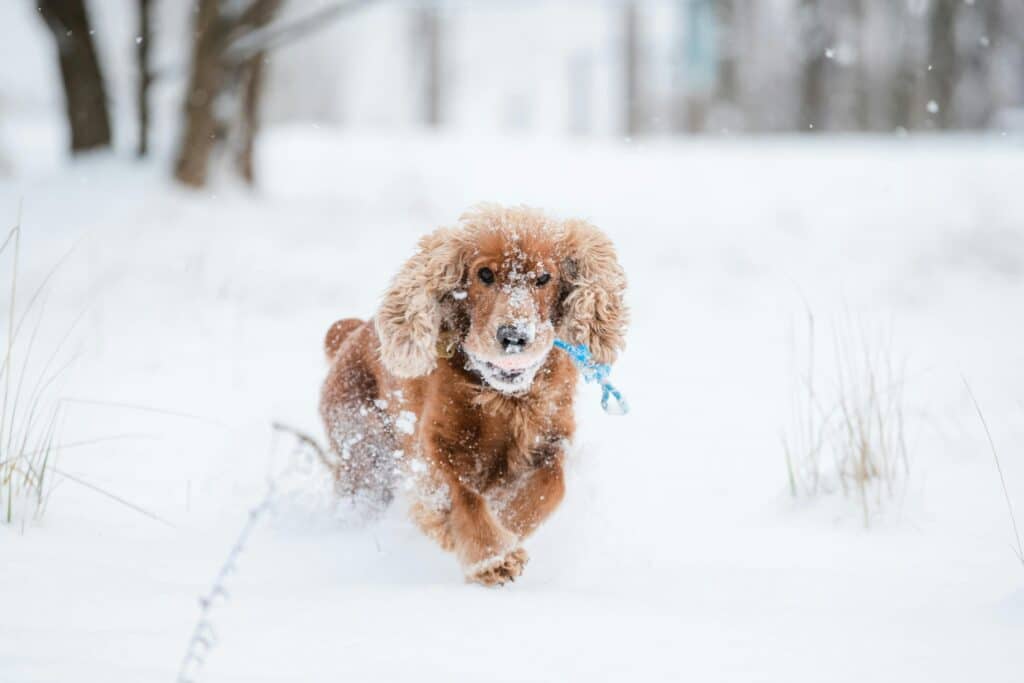 a dachshund playing in the snow