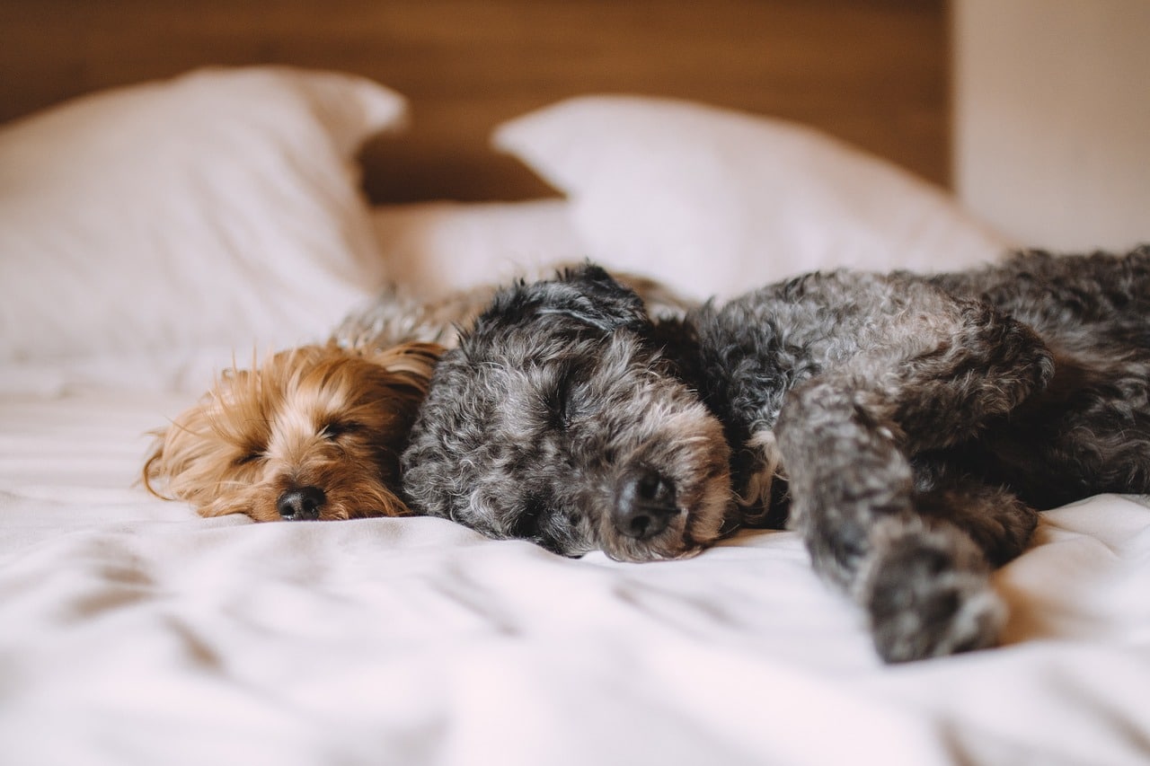 Do Dogs Have Nightmares? Signs Your Pup Isn’t Just Dreaming