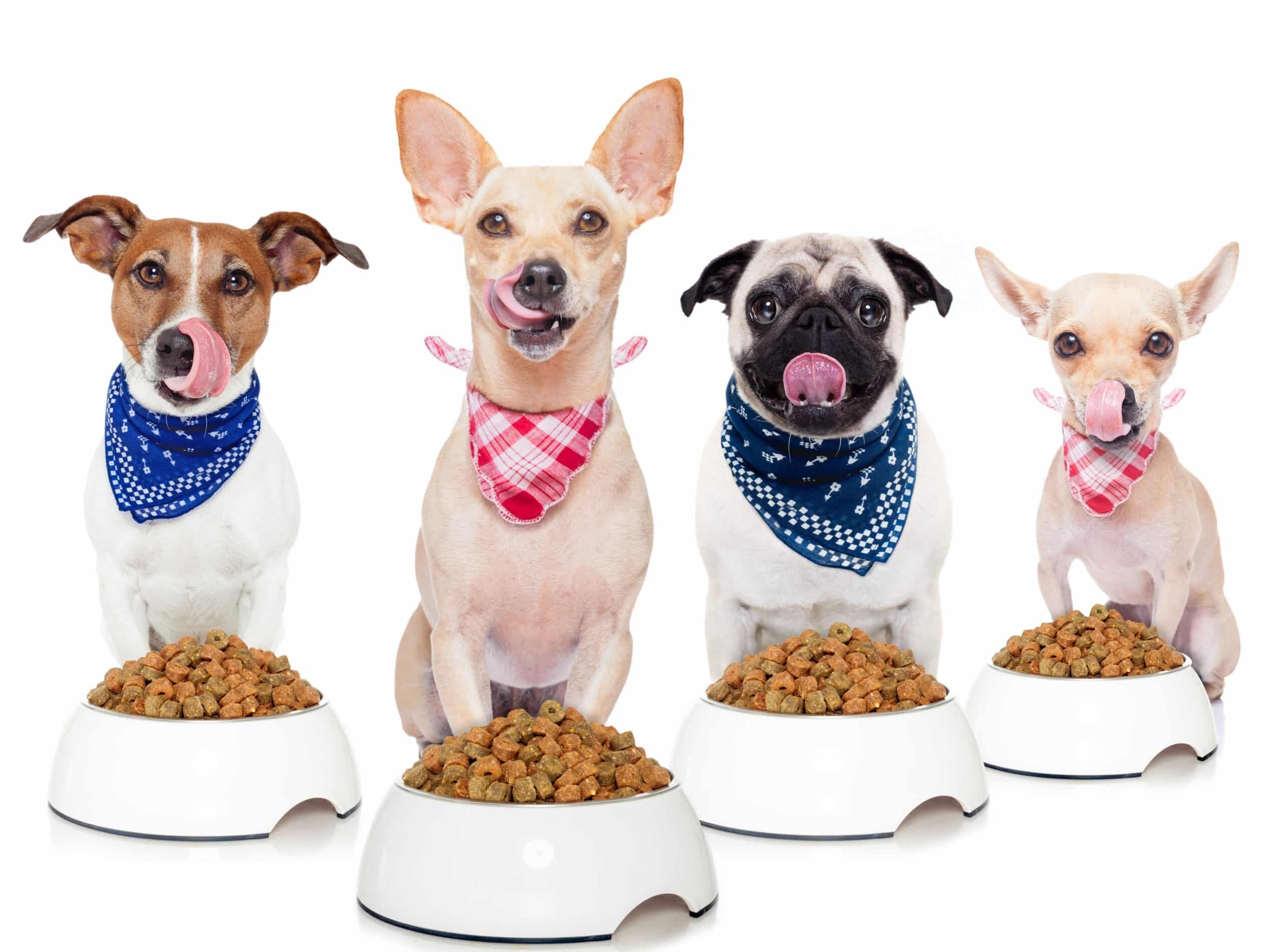 Natural Ingredients in Dog Food