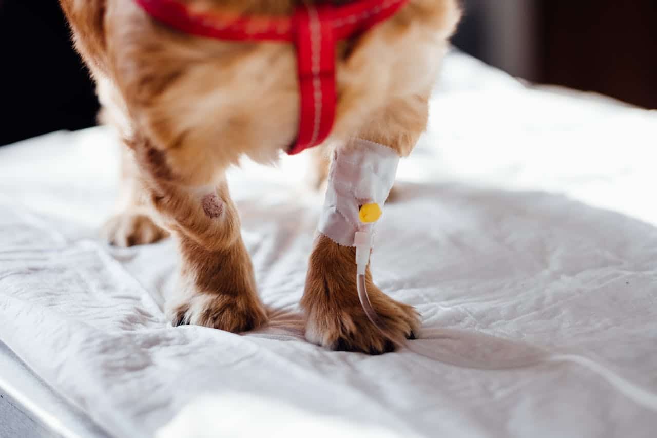 My Dog’s Wound Won’t Heal: What Should I Do?
