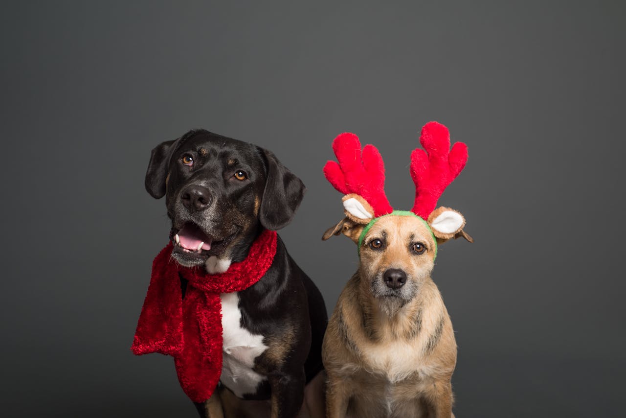 Five Festive Dog Collars for the Holiday Season