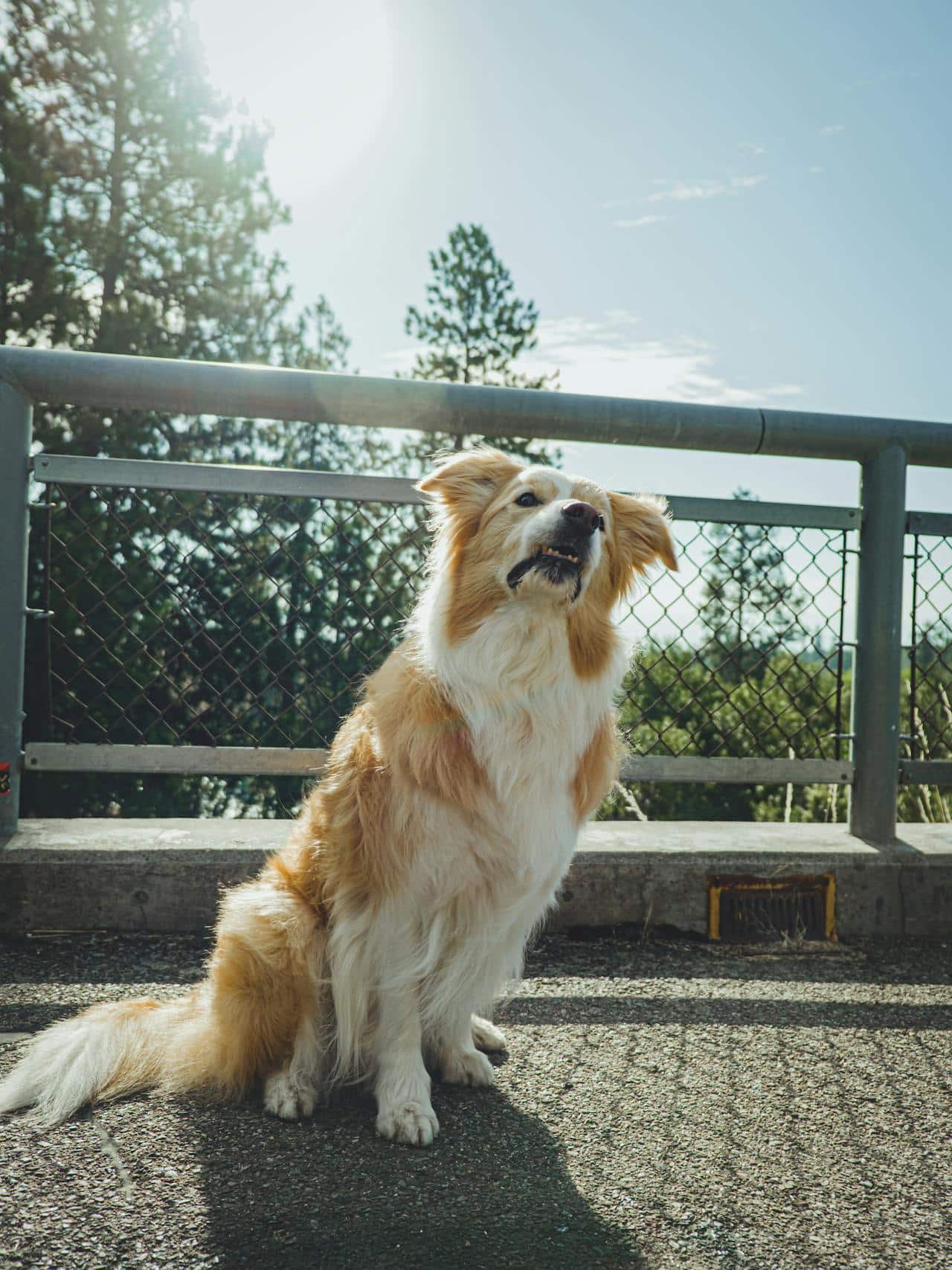 How to Stop Territorial Barking