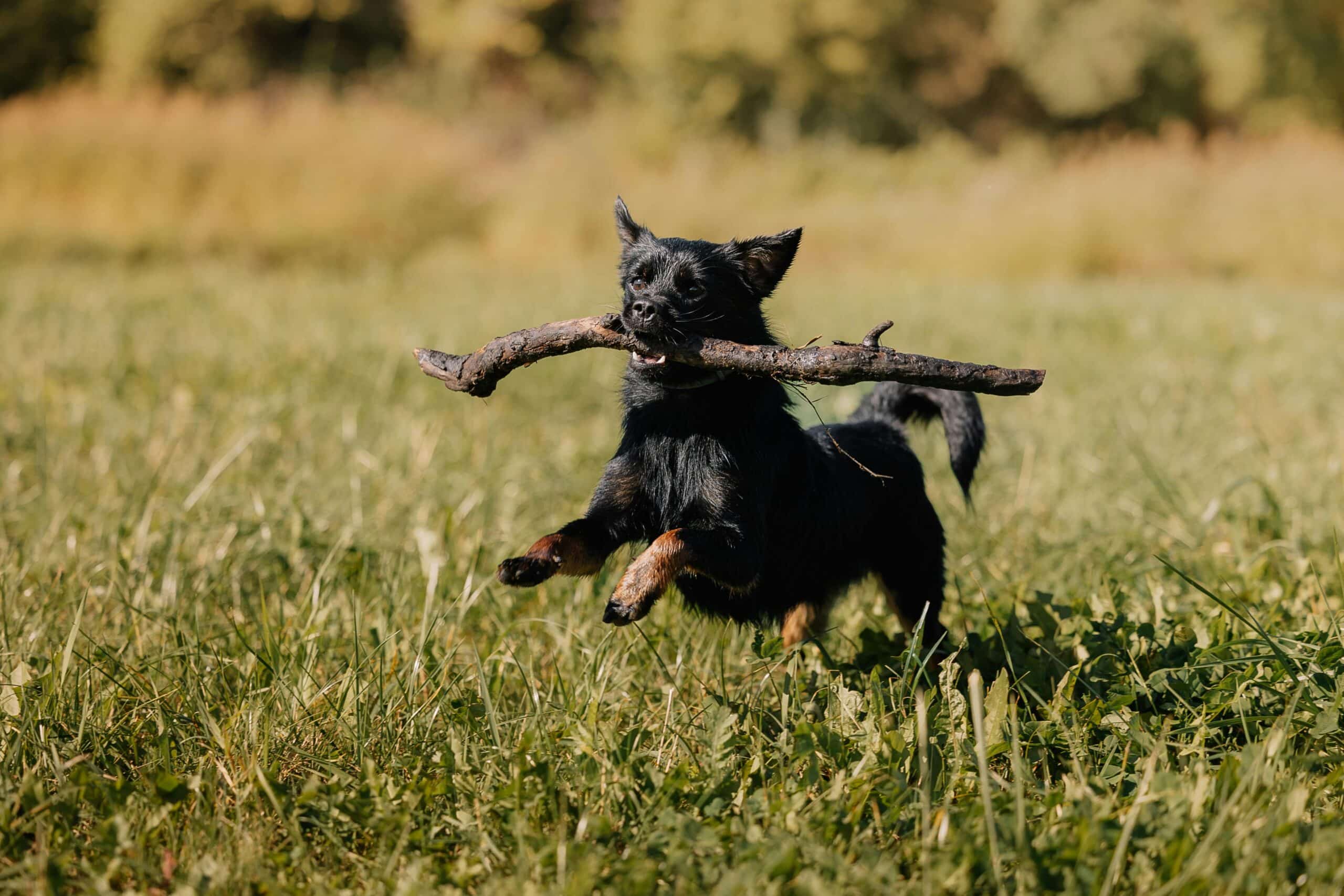 Dogs Chewing on Sticks? Harmless Fun or Risky Habit?