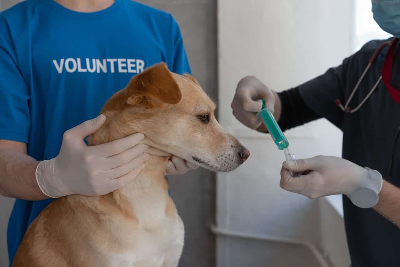 A Veterinary Assistant’s Guide: DHLPP Vaccine