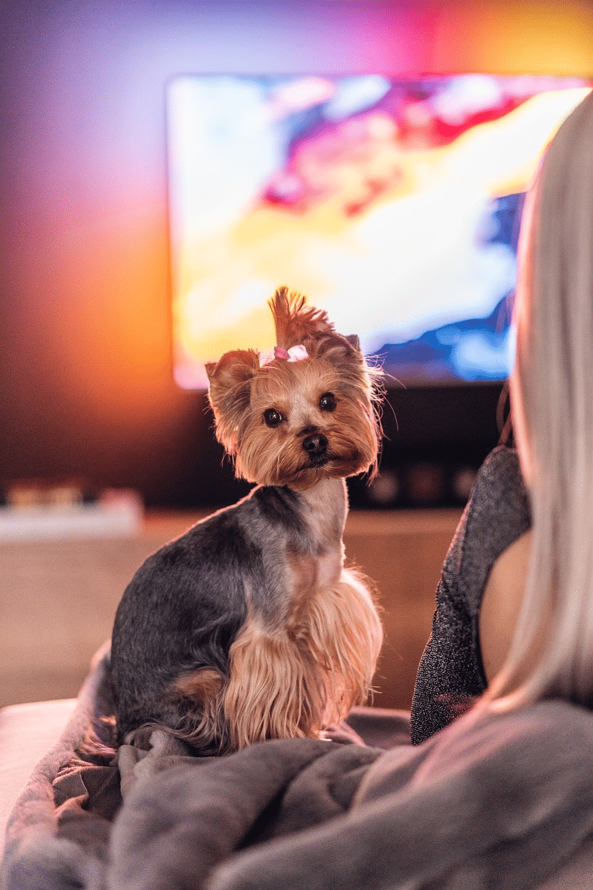 Does your dog watch Netflix while you’re away? It’s not the worst thing.