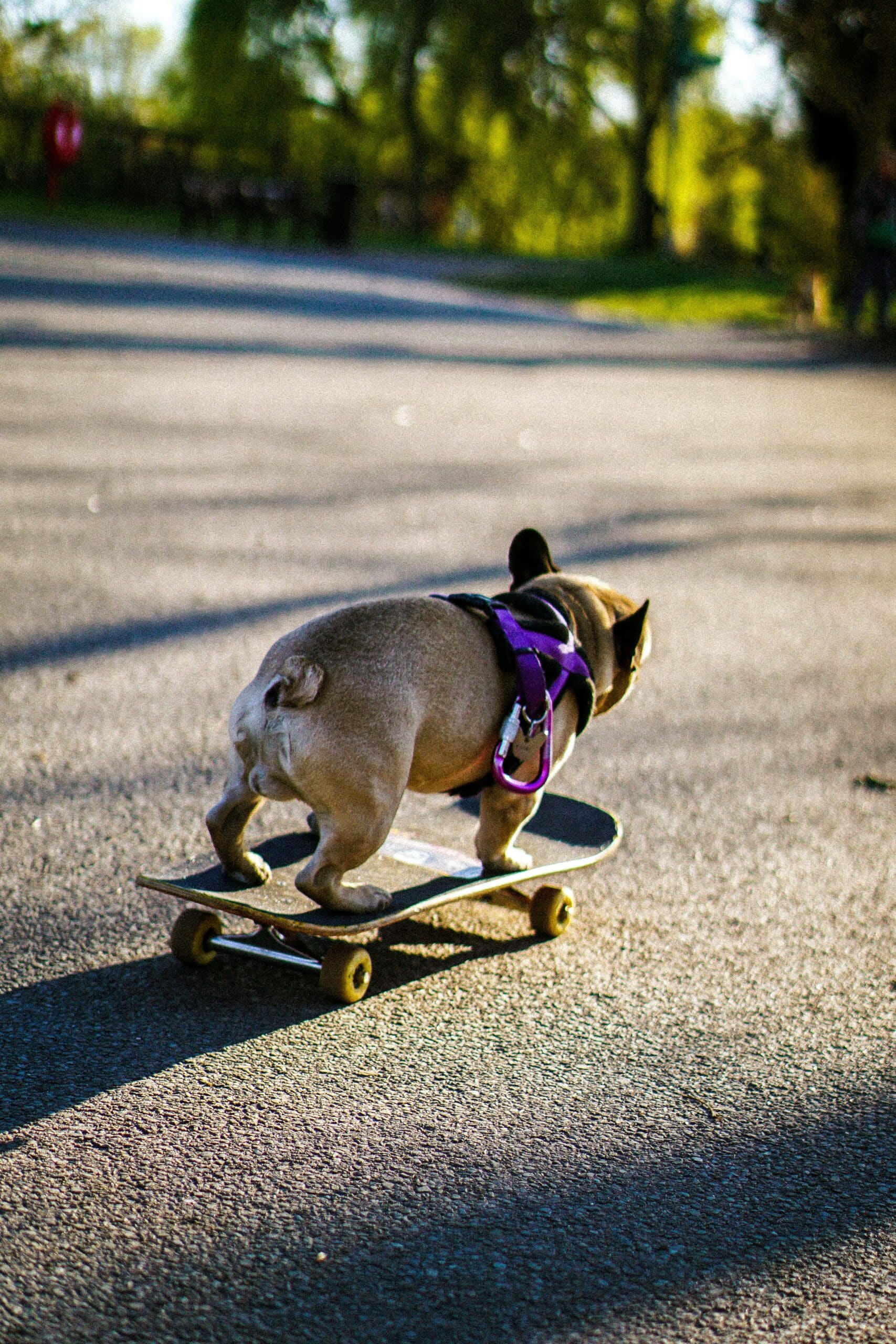 Meet Ralphie the Skateboarding Dog!