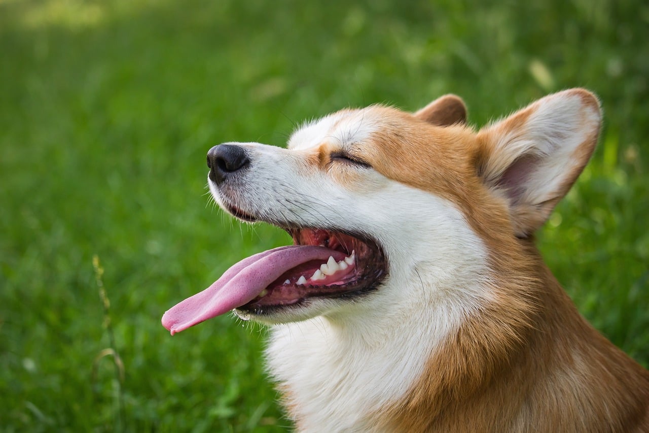 Cleaner Than a Human’s? All About Your Dog’s Mouth