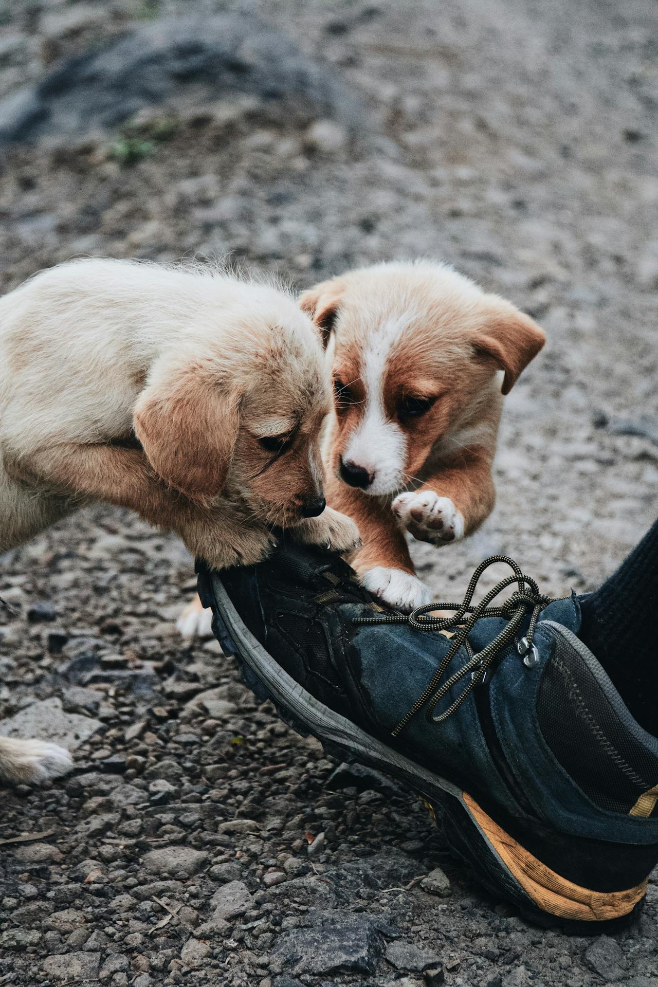 Why Dogs Chew Shoes–And 10 Ways to Stop Them