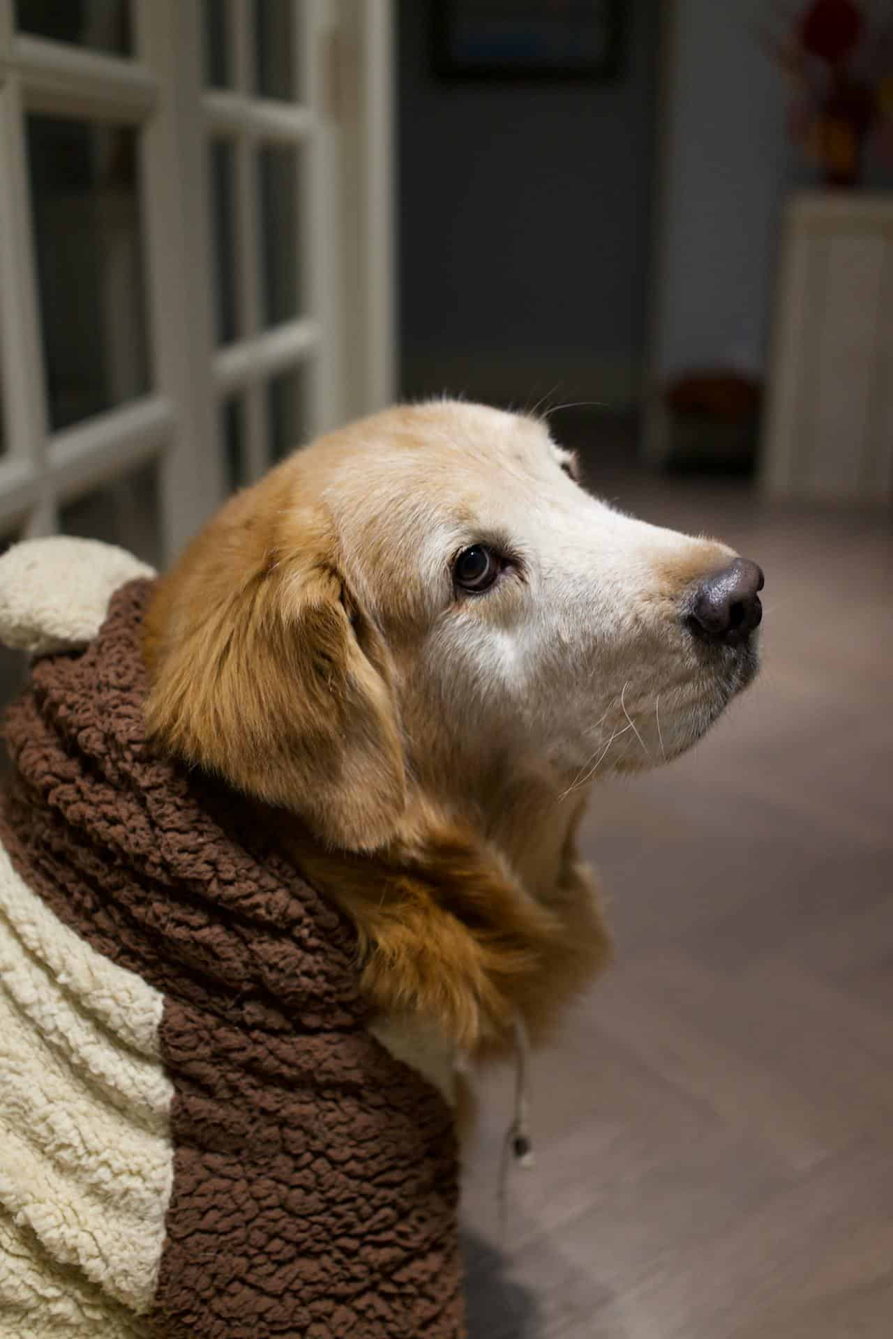 Can I Use a Heated Blanket on My Dog?