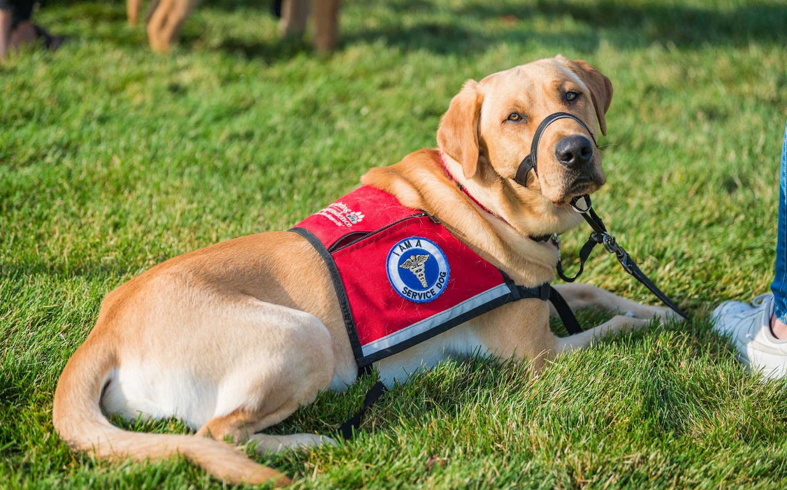 Service Dog Guide: Tips for Owners and the Public