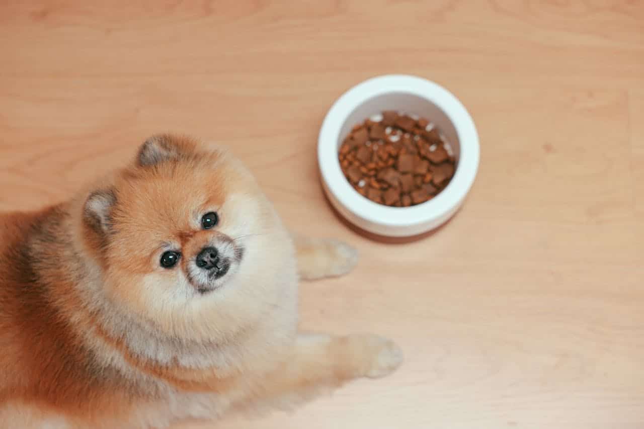 Dog Not Eating: Just Picky or Something Serious