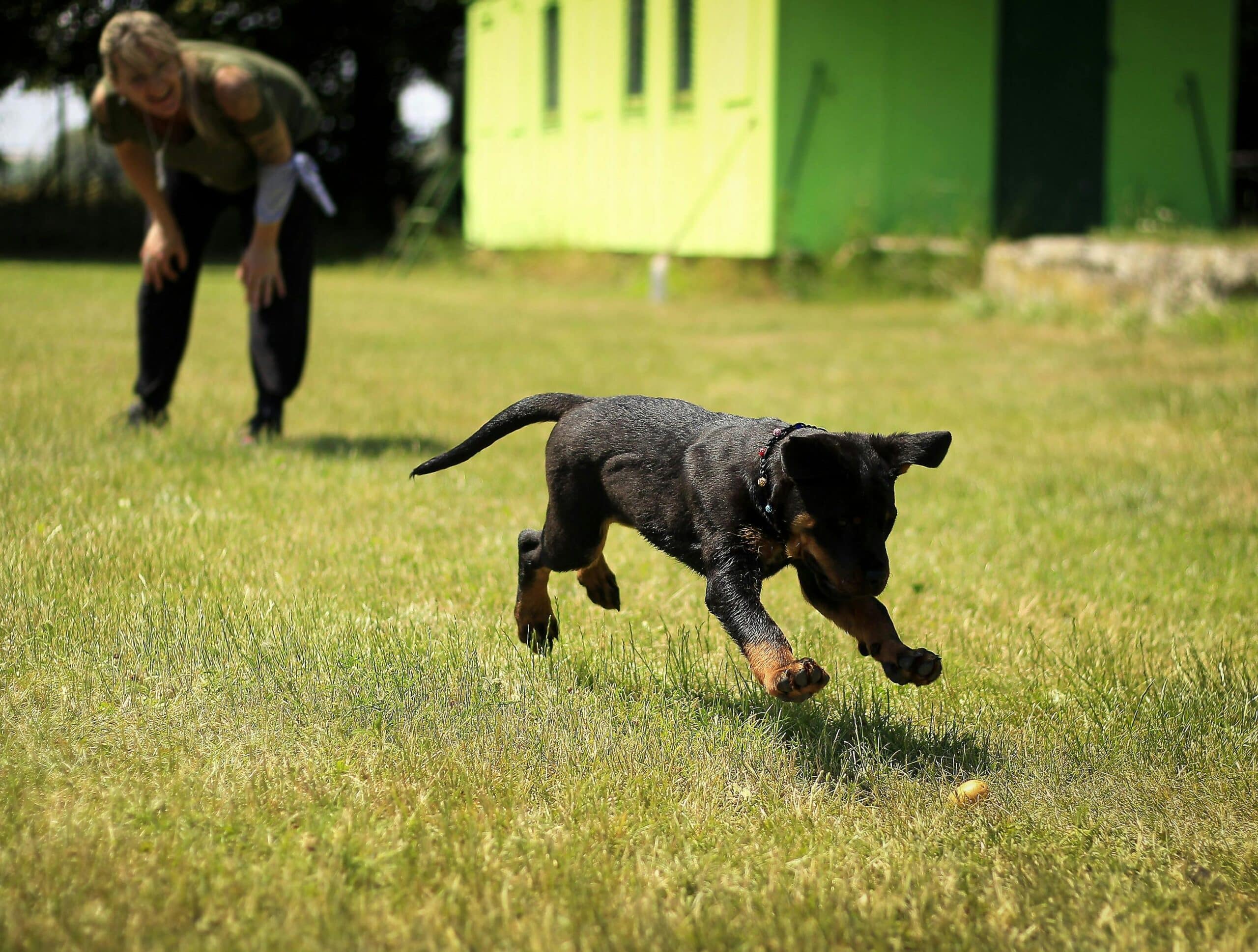 Weather’s Impact on Dog Training: Practical Tips for Every Region