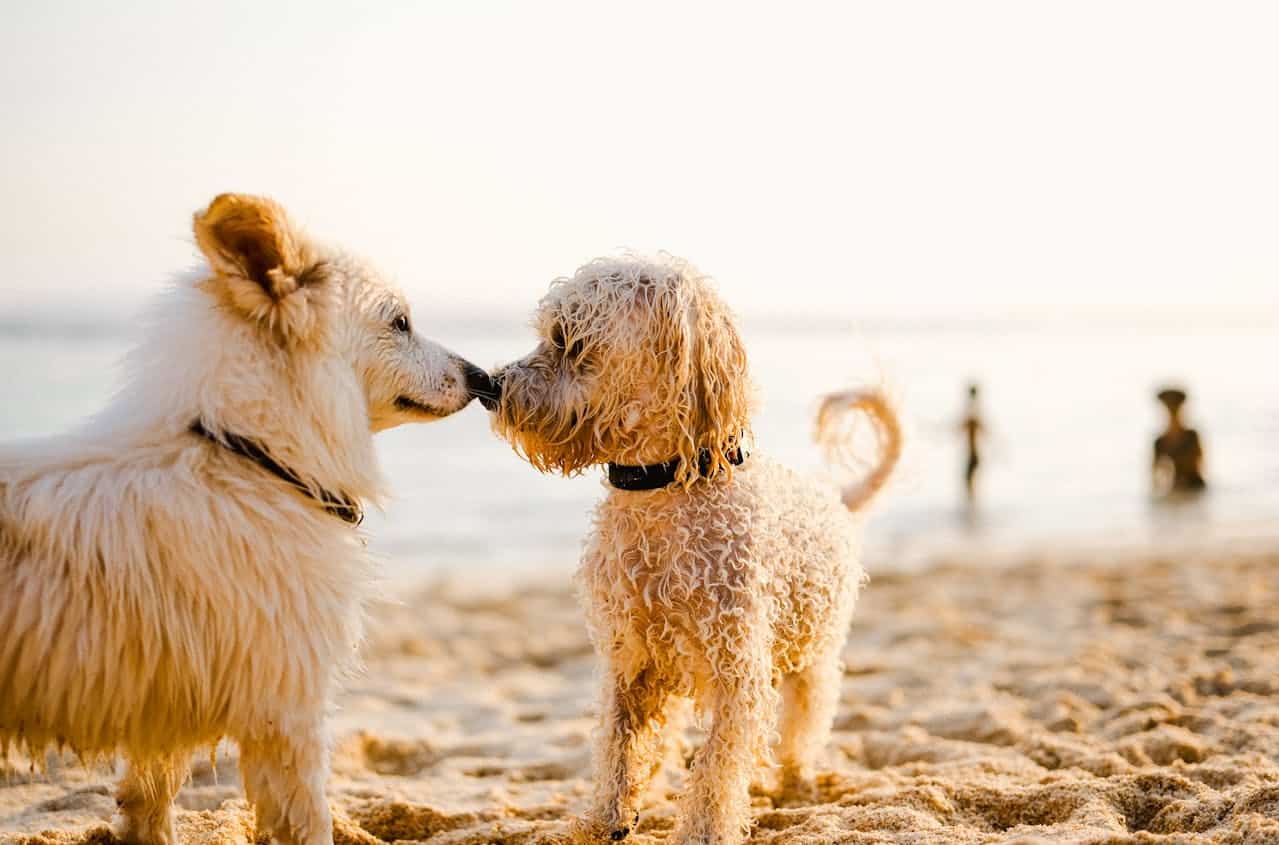 Top Spring Break Ideas to Share with Your Pup