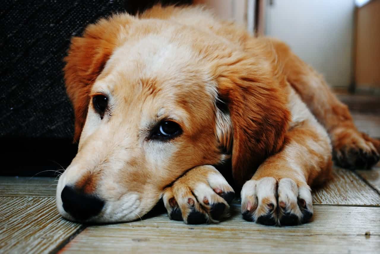 The Dreaded Kennel Cough: Signs, Symptoms and Treatment