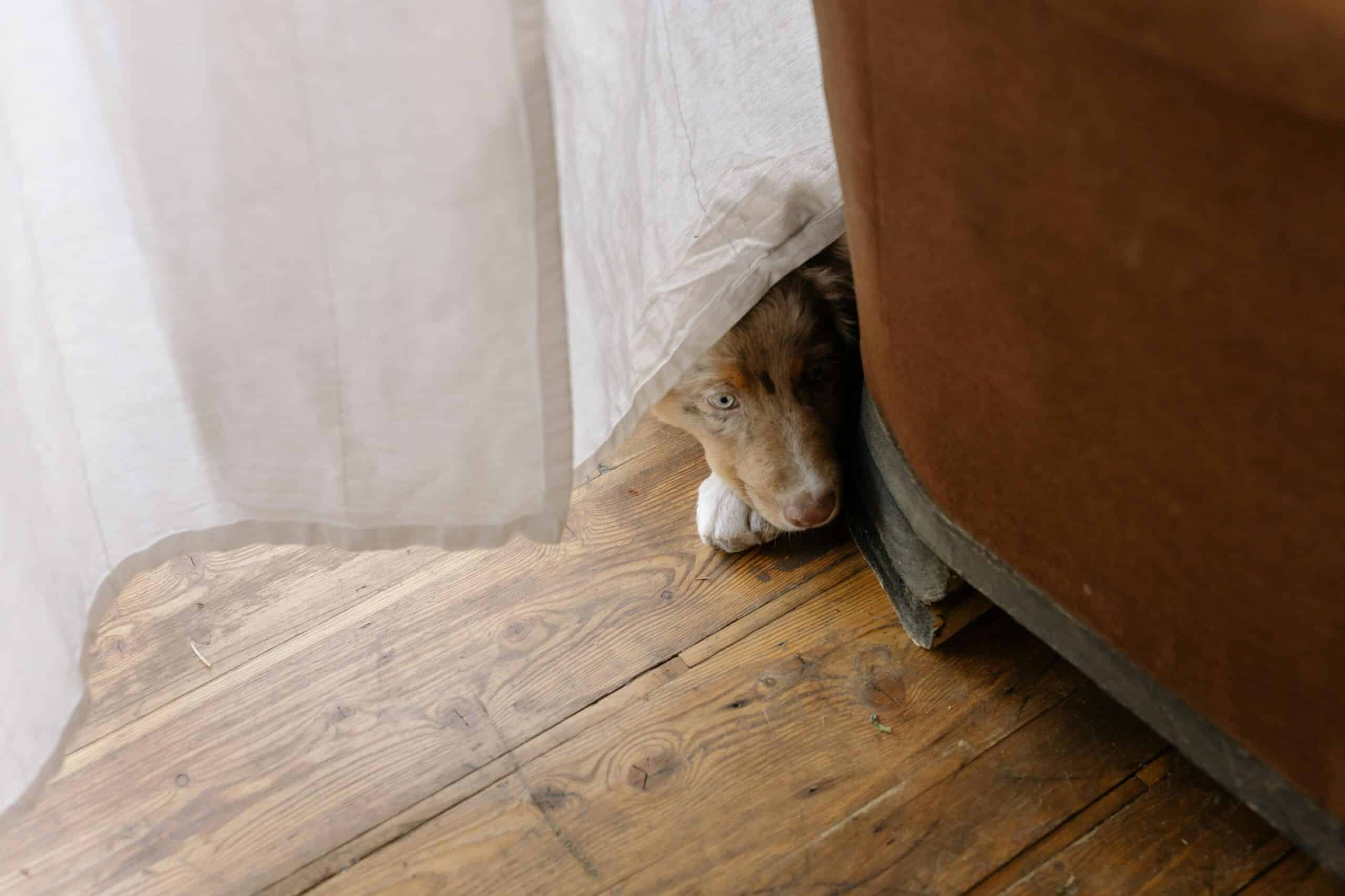 Creative Ways to Curb Thunderstorm Anxiety in Your Dog