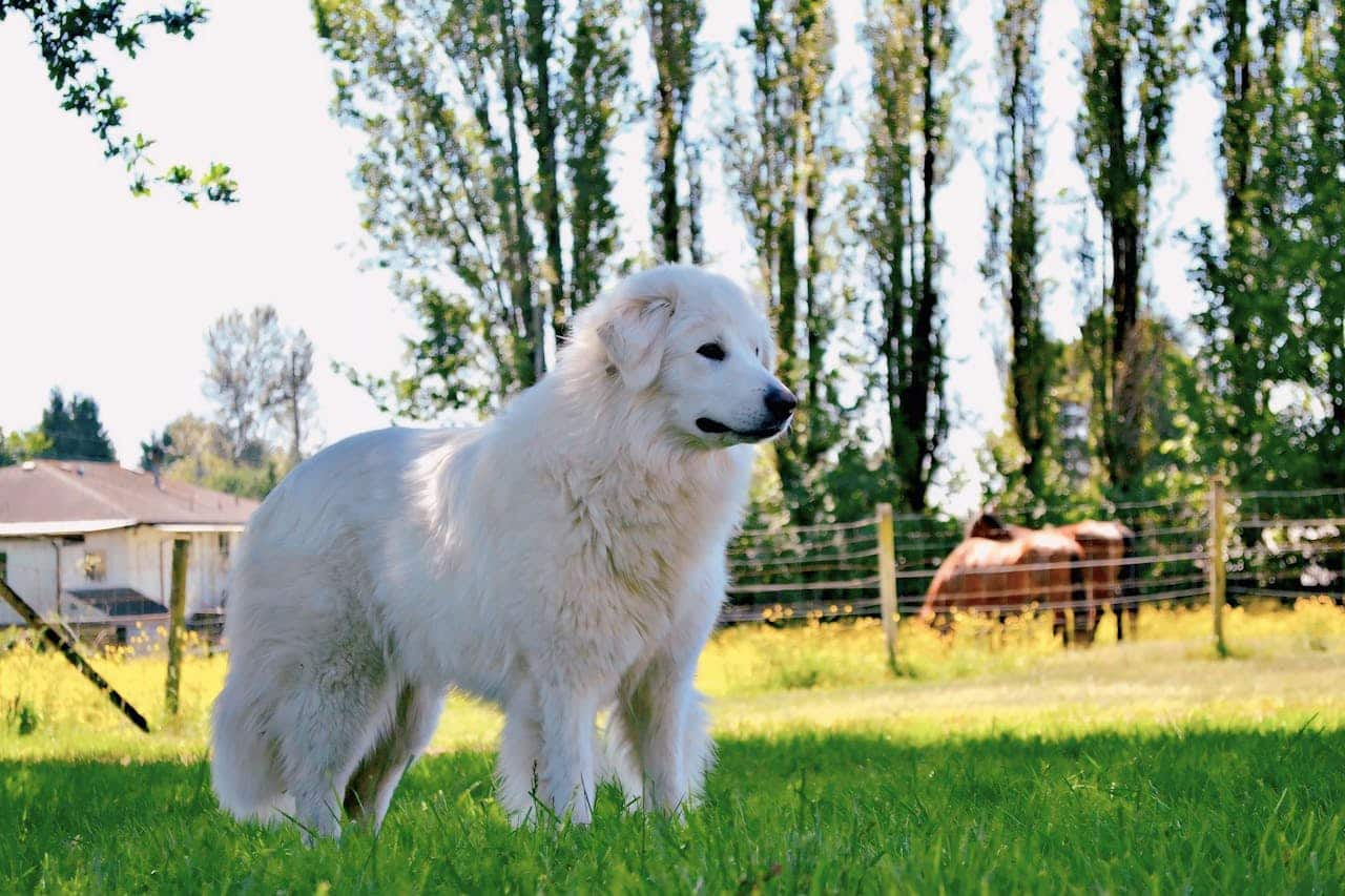 Best Dog Breeds for Running Your Rural Homestead or Farm