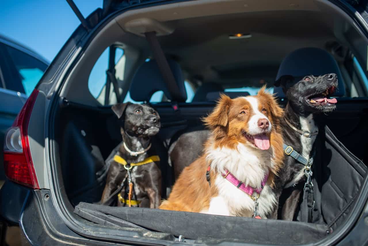 Car Ride Hacks for Dog Owners