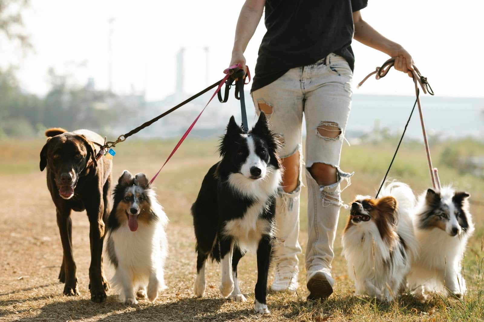 Rover or Wag? Best App for Dog Owners