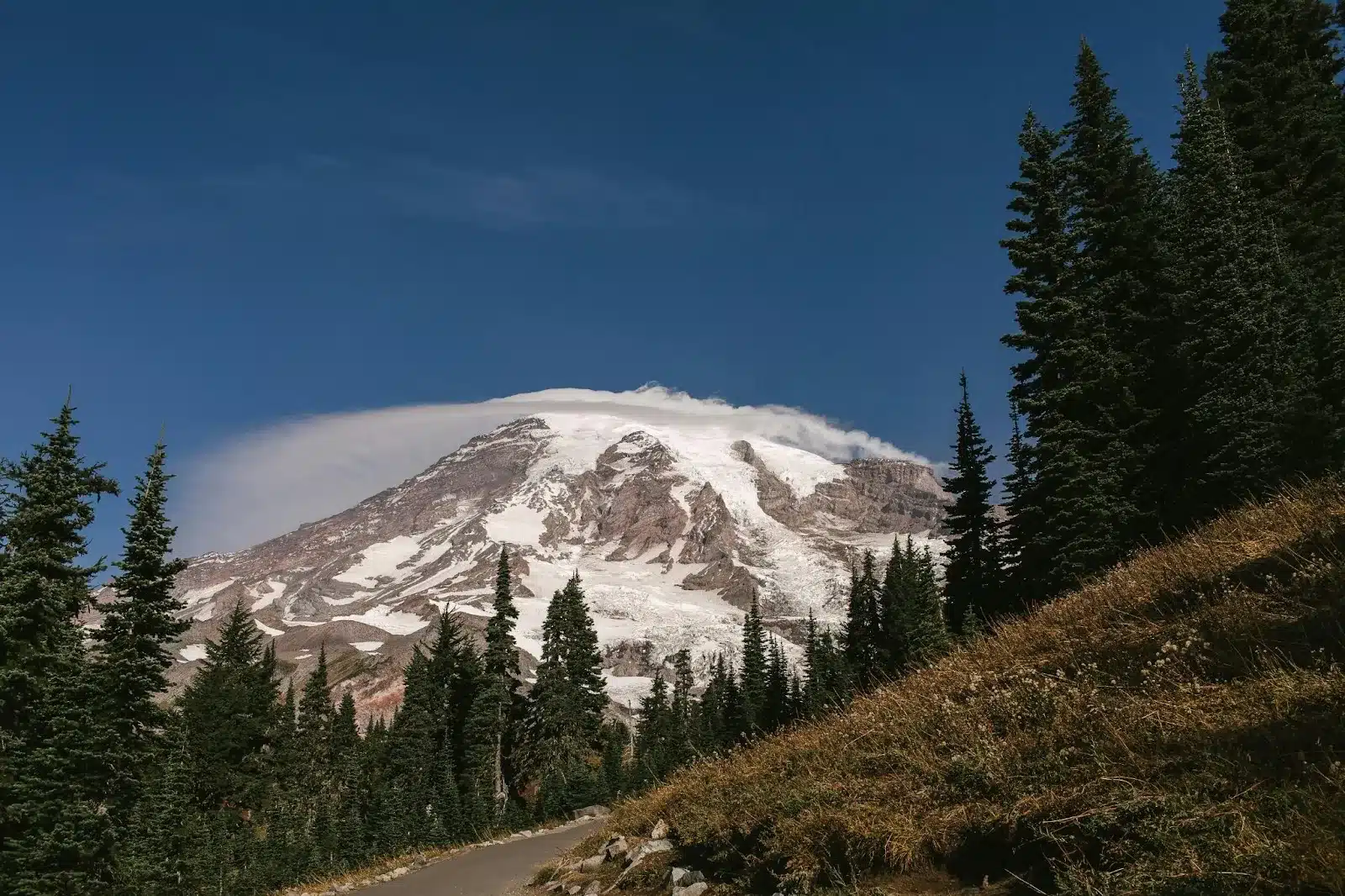 Visiting Mount Rainier With Your Pup: A Complete Guide