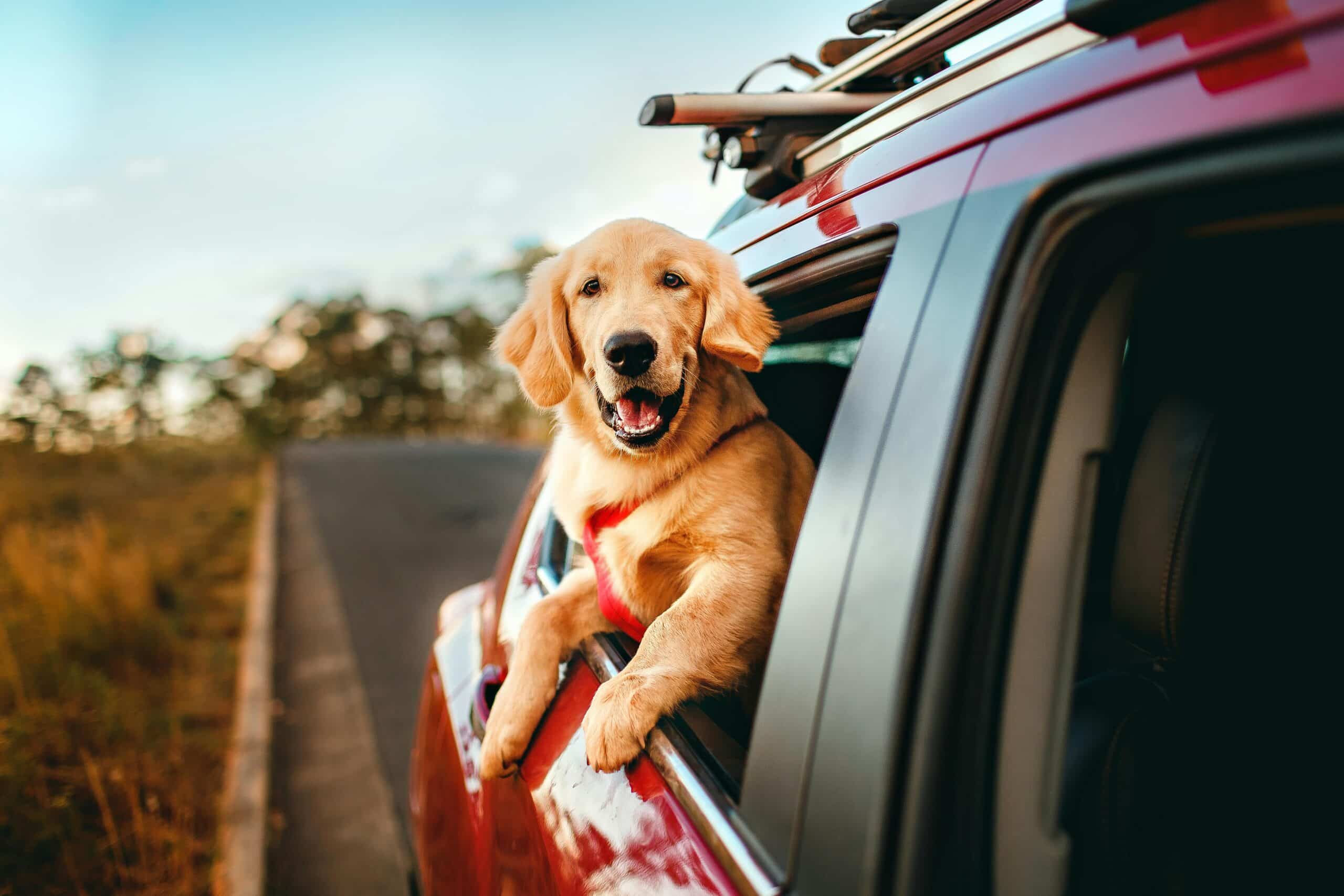 4 Essential Products Dog Owners Must Have in Their Cars