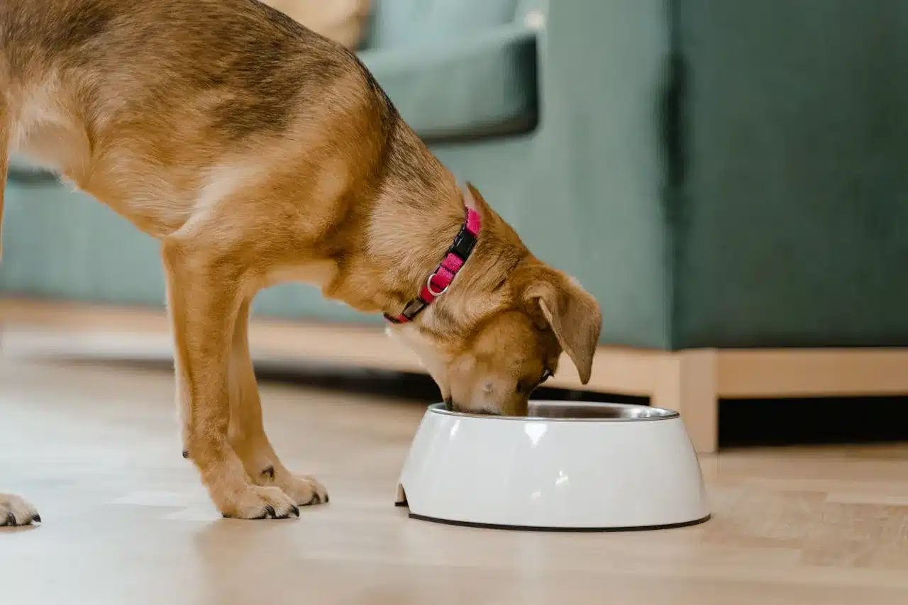 Automatic vs. Manual Dog Feeders: Which Is Best for Your Dog?