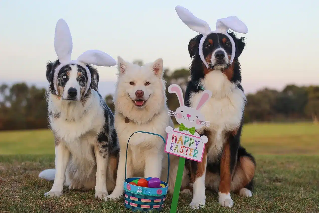 7 Tips for the Perfect Dog-Friendly Easter Egg Hunt