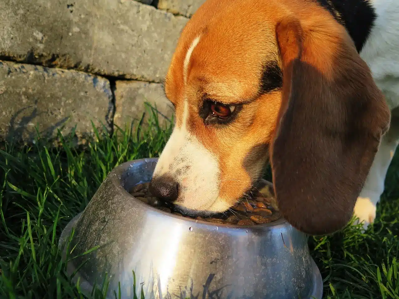 Benefits of Fermented Foods for Your Dog’s Health