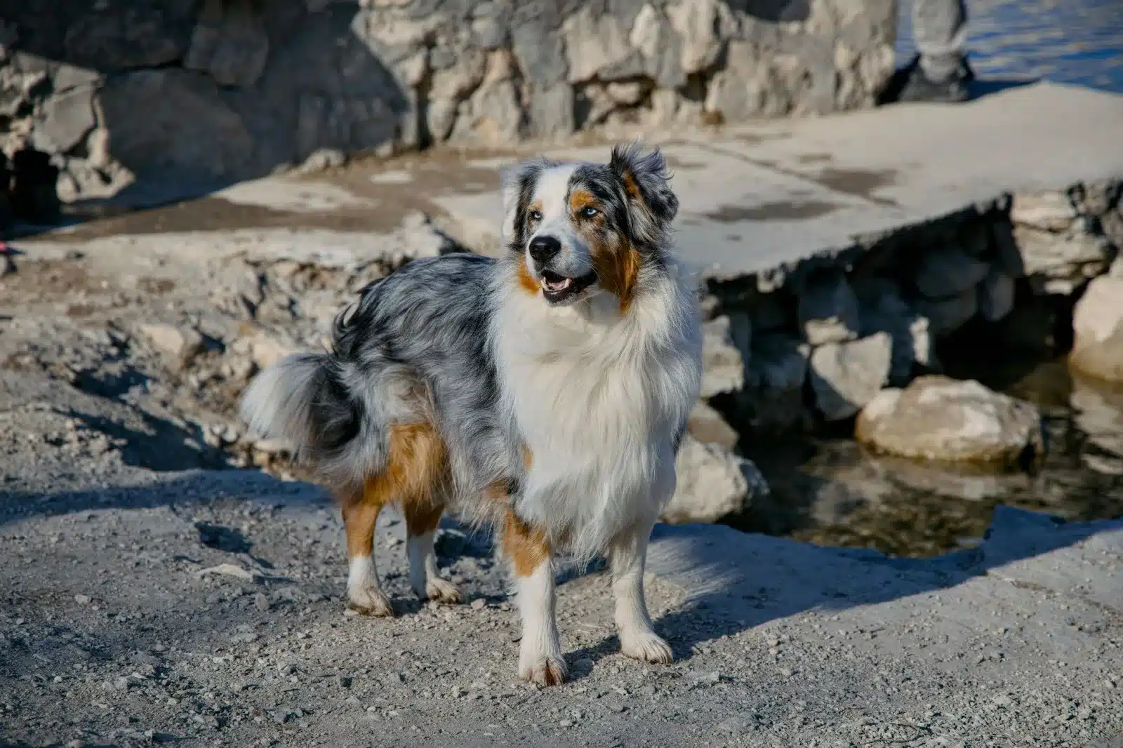 Do Dog Chiropractors Work?