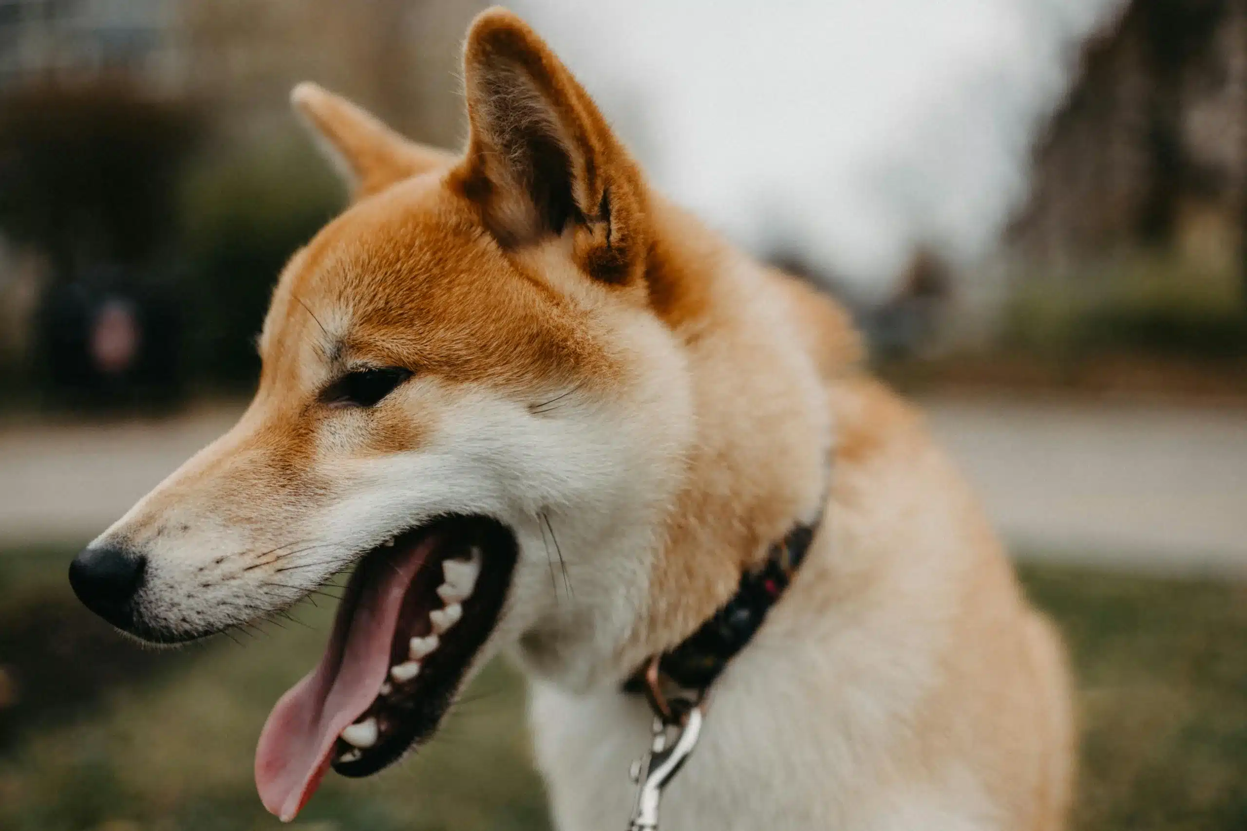 To Pluck or Not to Pluck: Should I Remove My Dog’s Ear Hair?