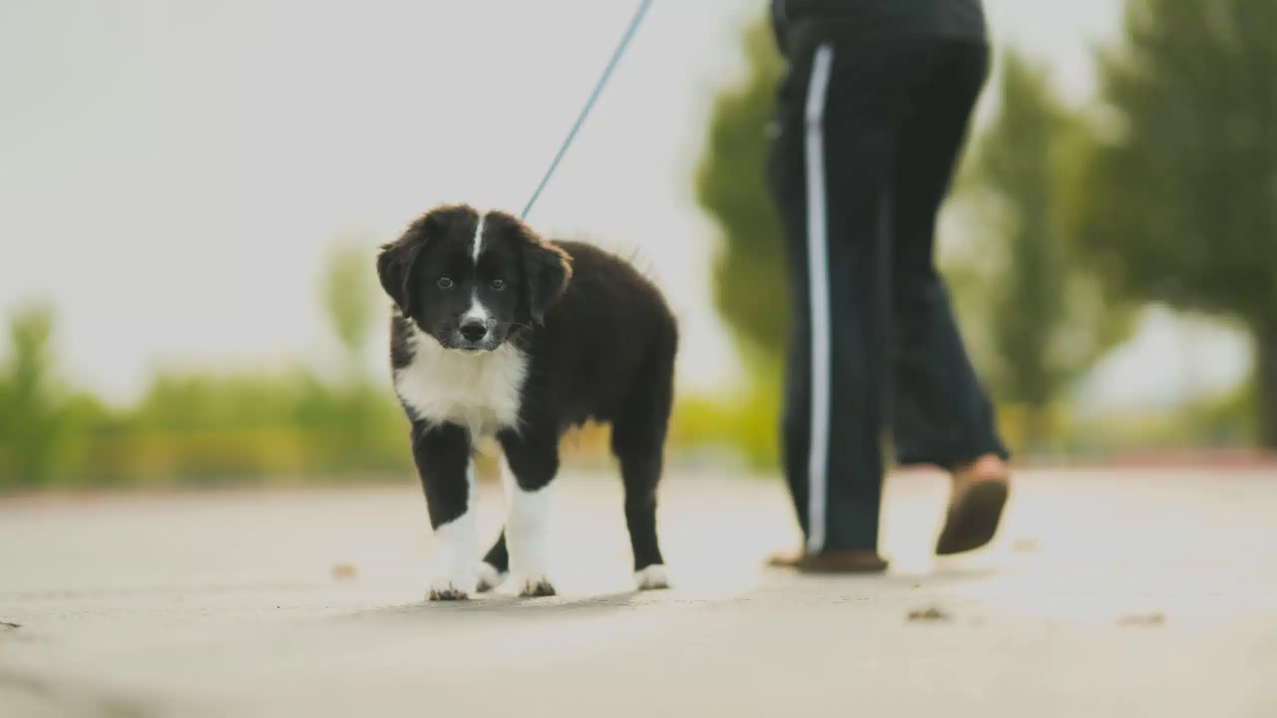 Distracted Walks? Tips to Reduce Your Dog’s Reactiveness