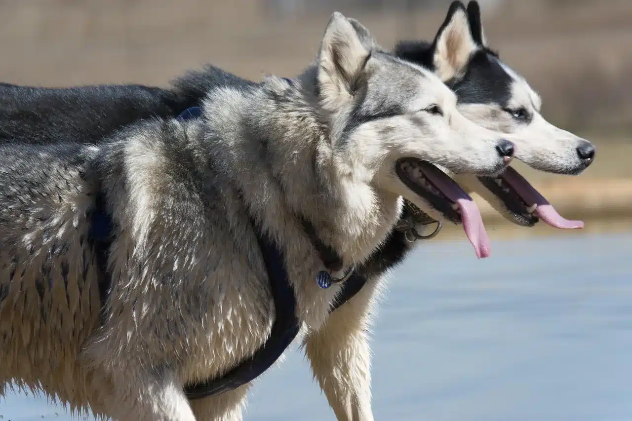 Why Does My Husky Howl So Much? A Guide to Their Vocal Nature