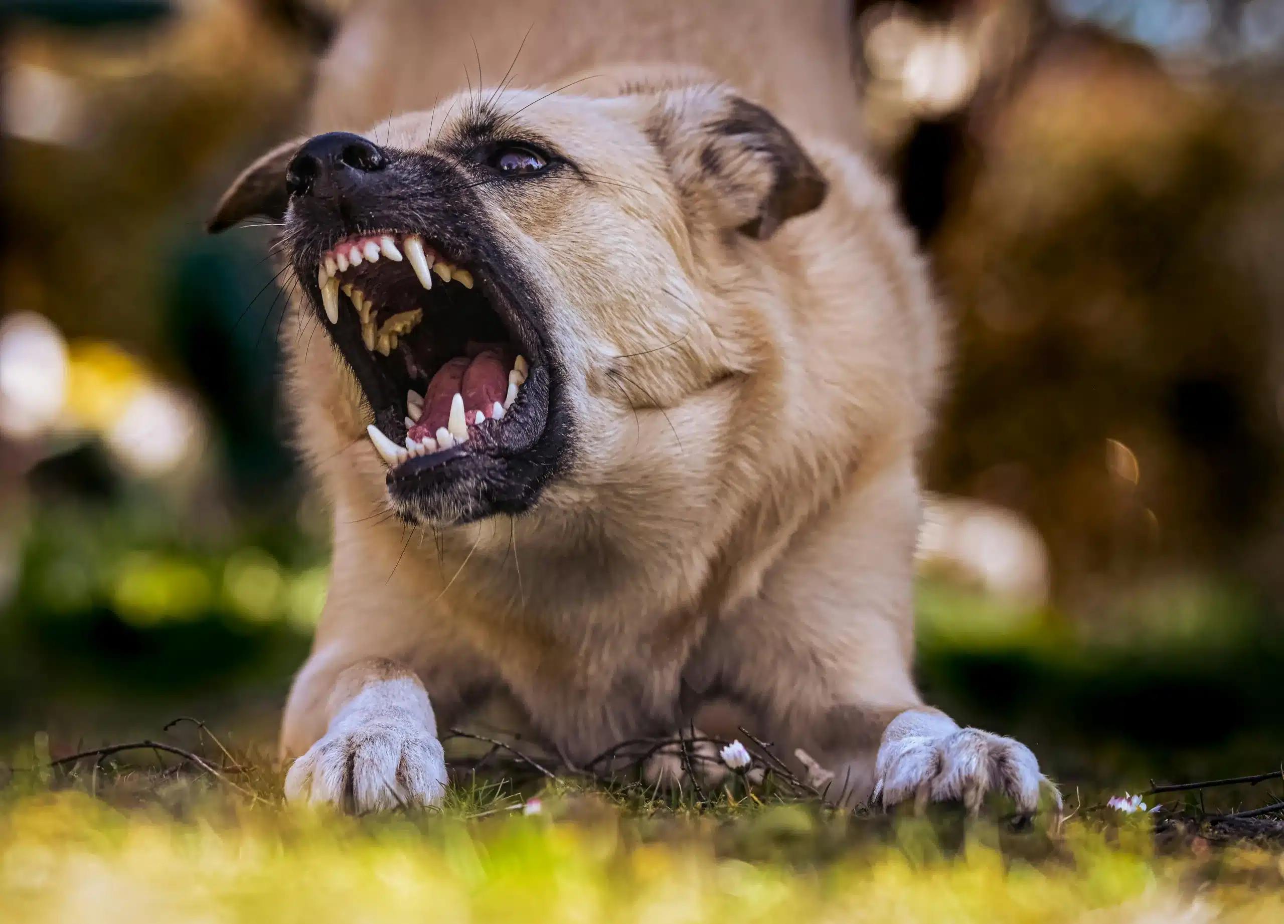 Baring Teeth? Types of Dog Growls and What They Mean
