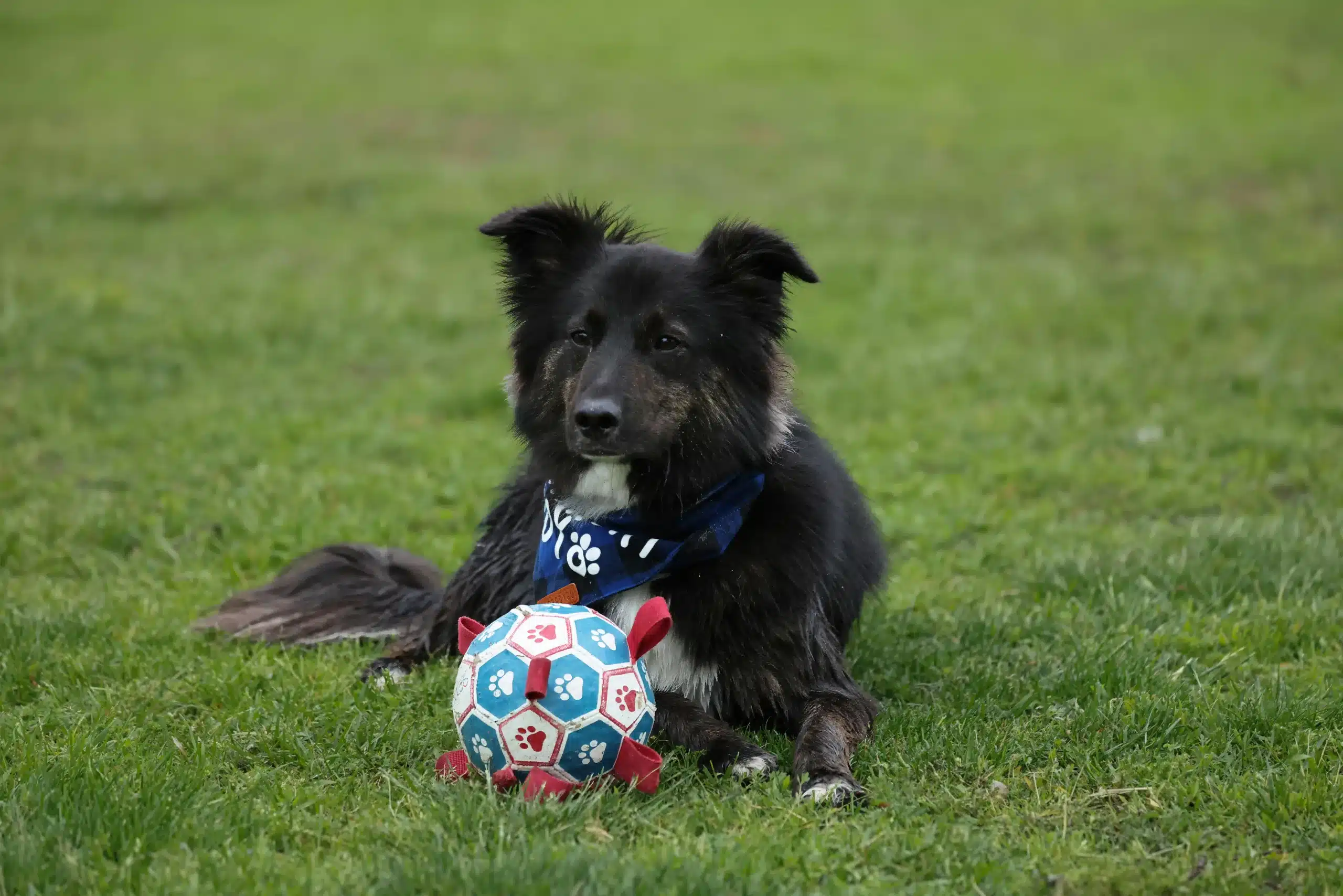 How to Craft a Name That Turns Heads at the Dog Park