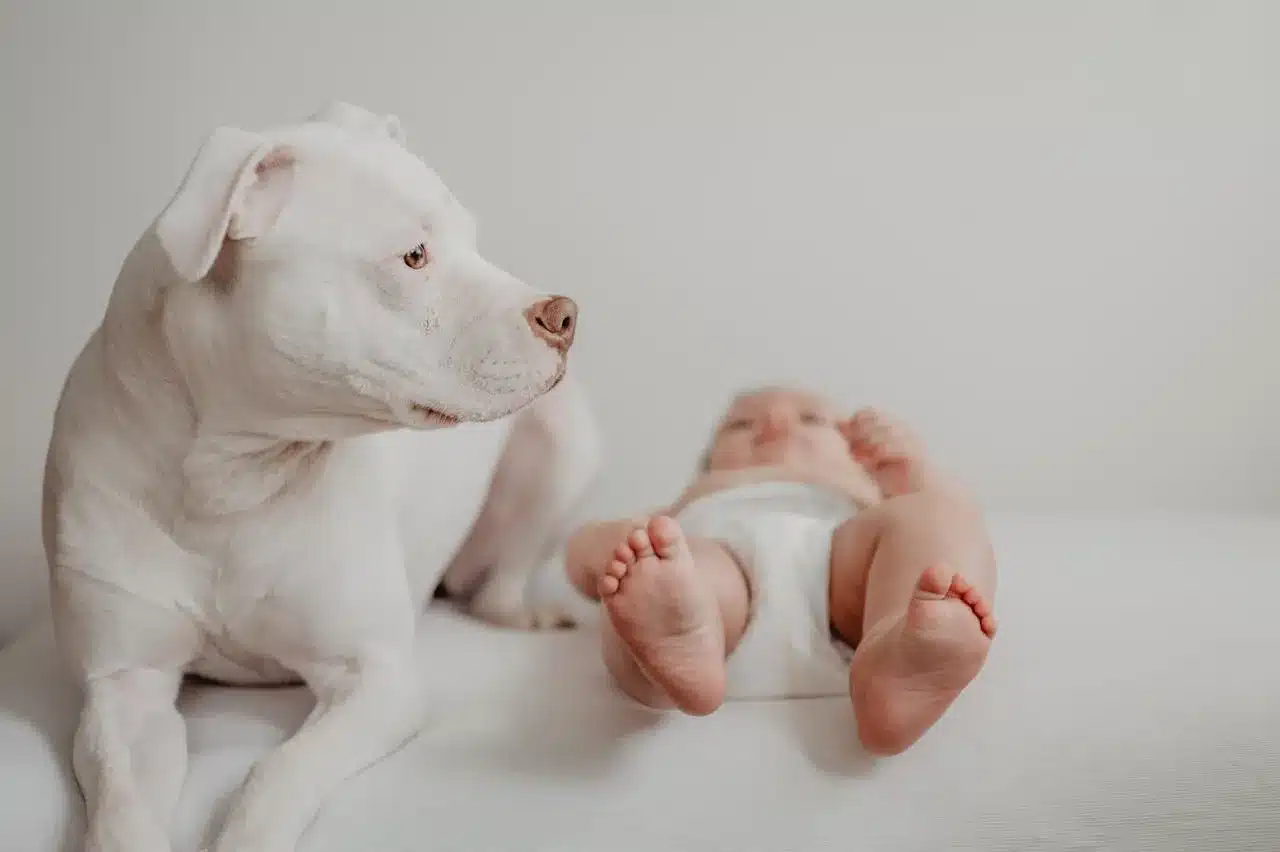 Why Your Dog Might Be Jealous of the Baby—and How to Help