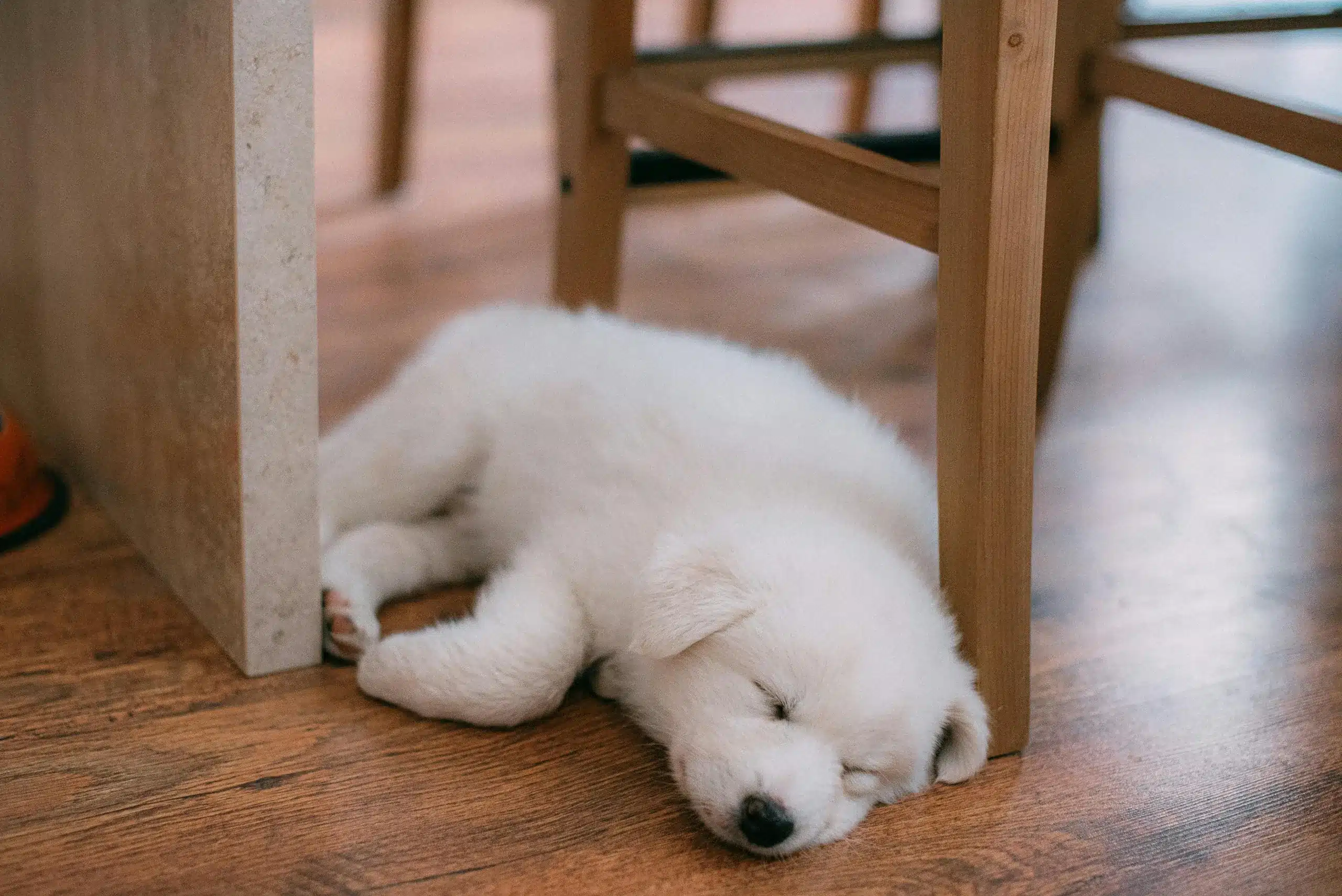 Your Dog’s Sleeping Positions: What They Mean for Health & Comfort