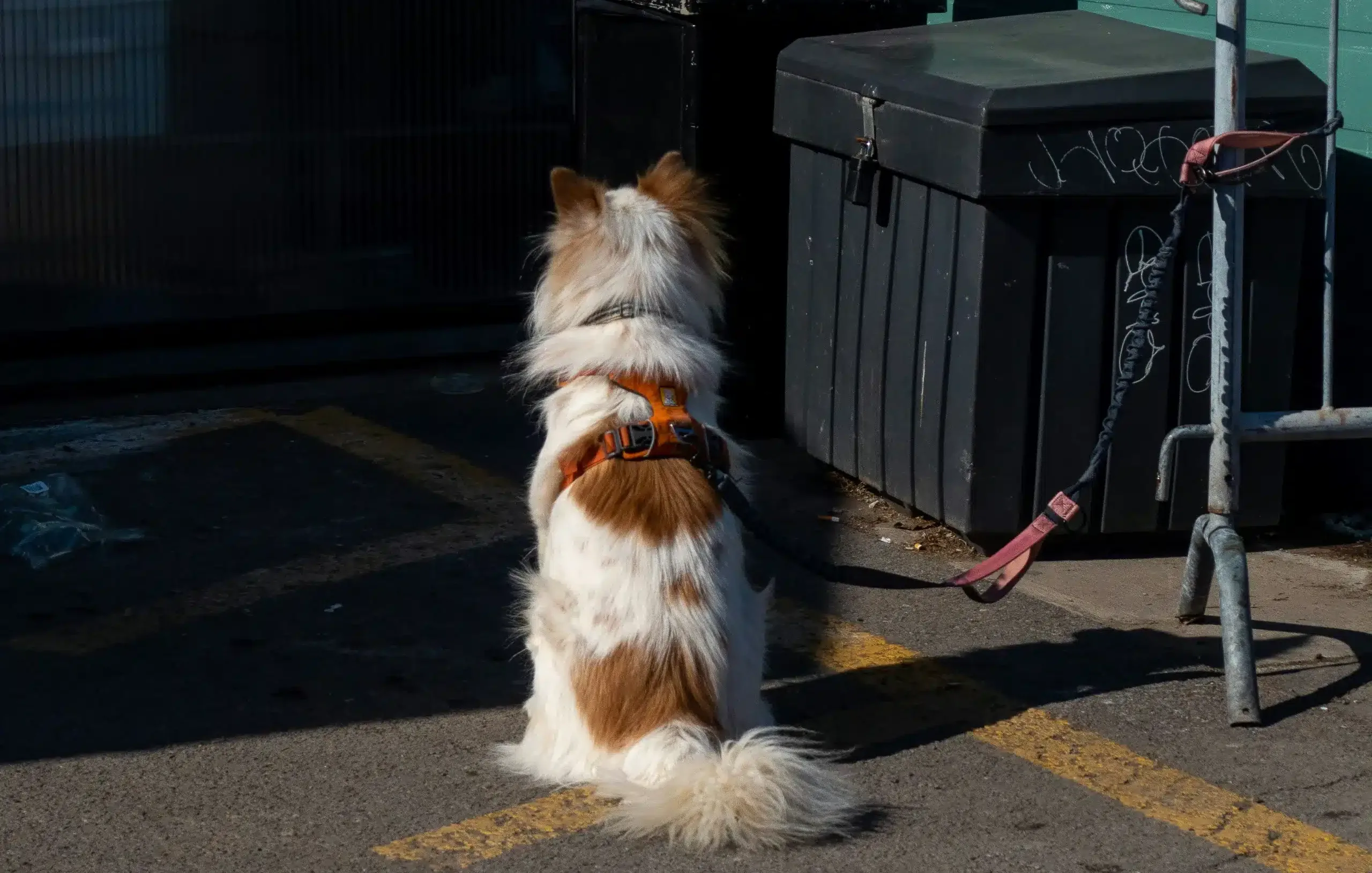 Dumpster Diving Doggo? Here’s Why He’s Digging in the Trash