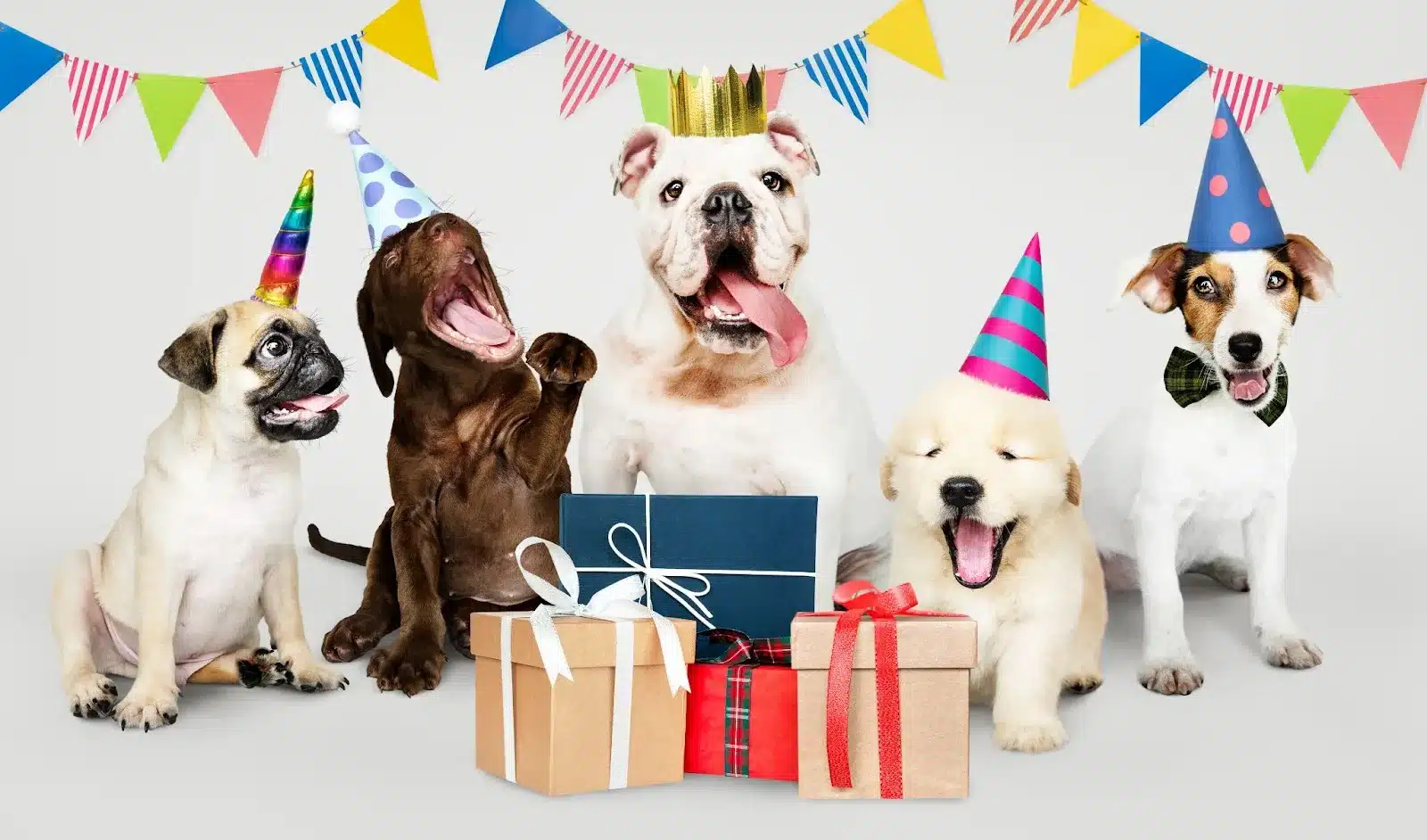 What to Bring to a Dog Birthday Party