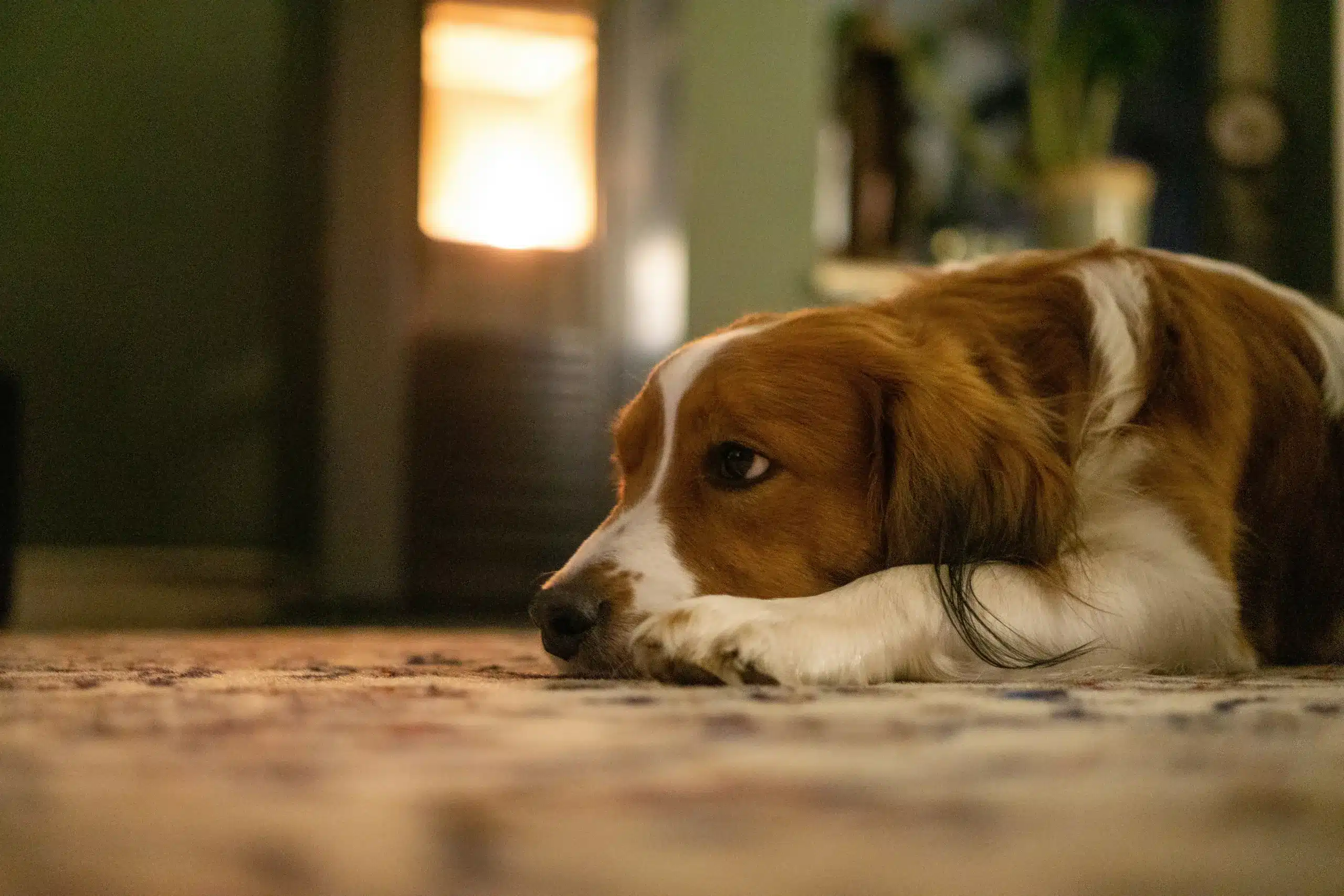 The Best Dog Thermometers: A Veterinary Assistant’s Top Picks & Tips