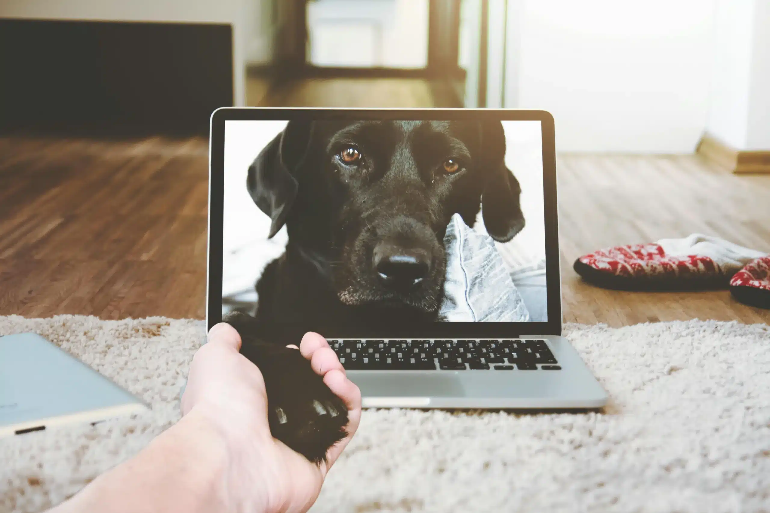 The Rise of Virtual Dog Playdates: A New Era of Socialization