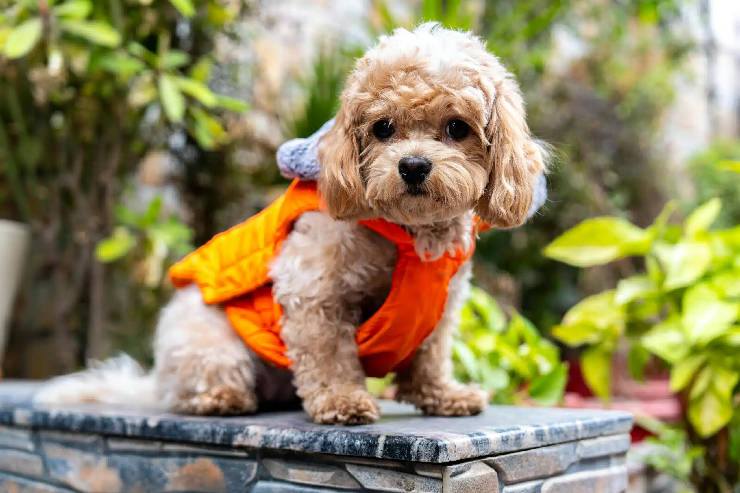 9 Reasons Cavapoo Puppies are the Perfect Pets for Kids