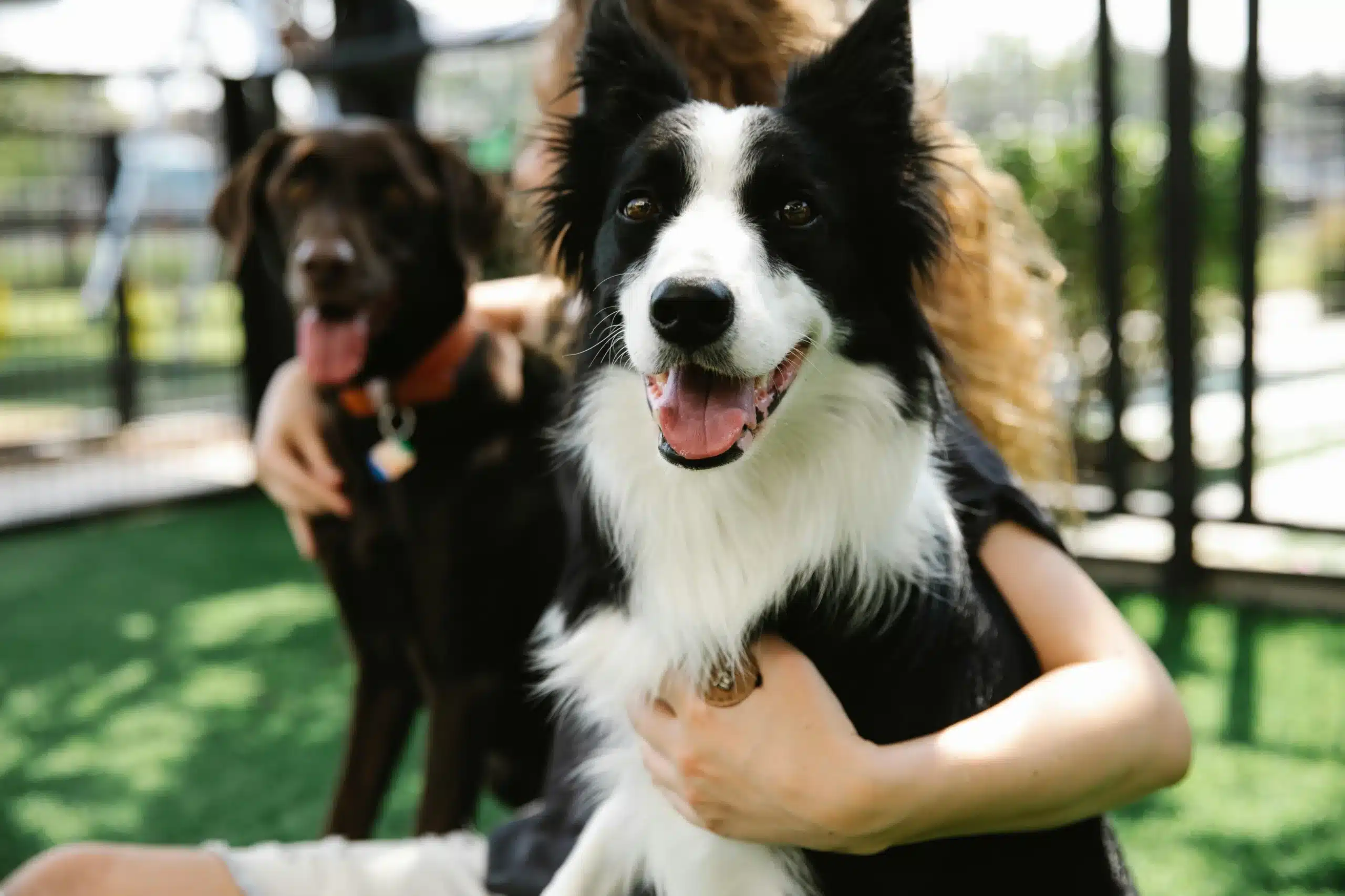 I Asked AI to Plan a Week of Dog-Friendly Activities—Here’s What Happened